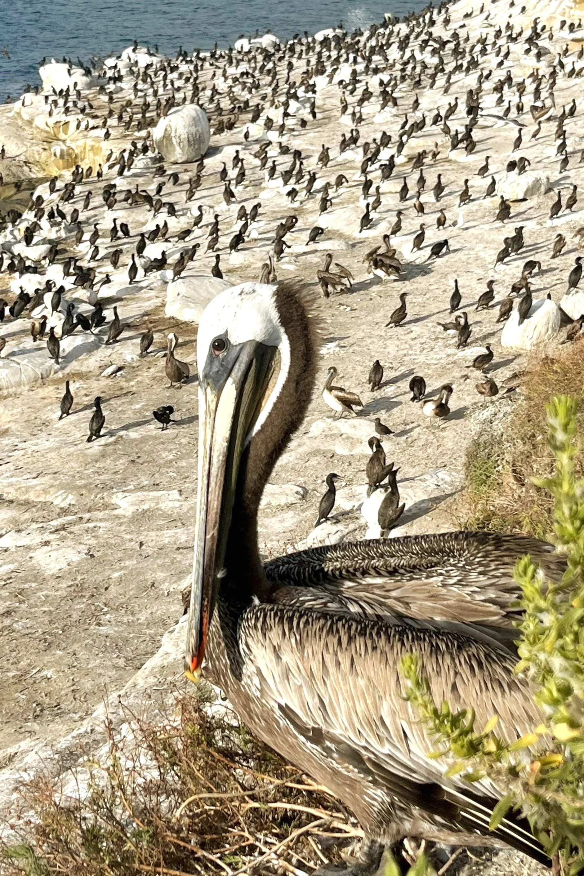 La Jolla Cove Pelican and Cormorants