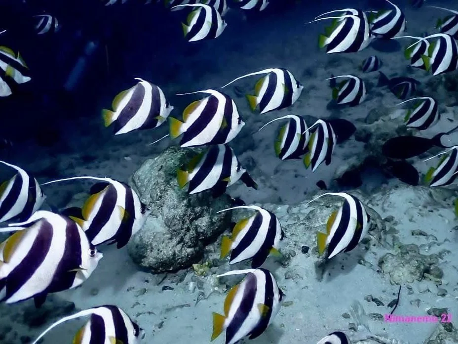 Scuba Diving with beautiful fish in Maldives