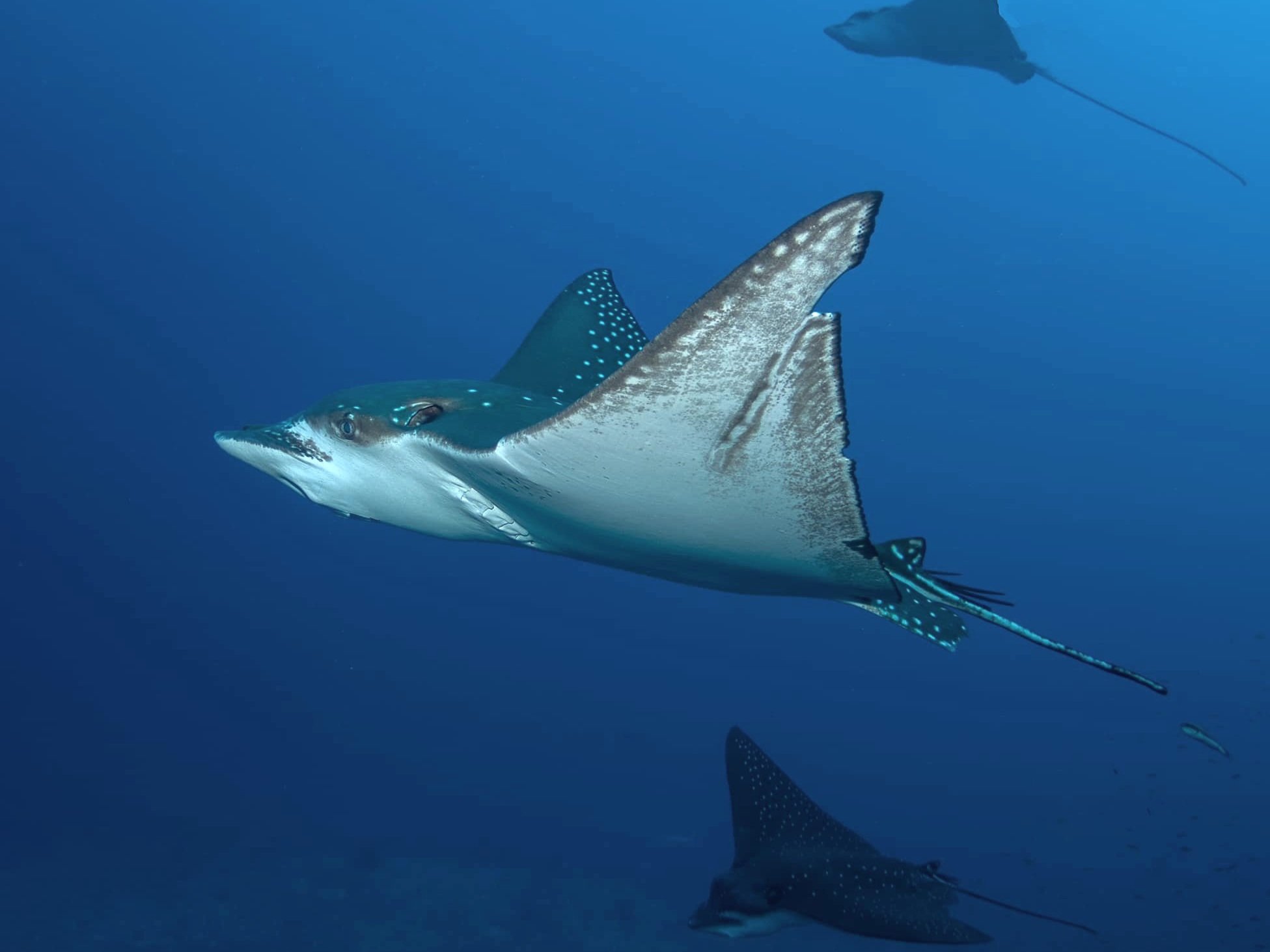 Scuba diving with Spotted Manta Rays of the Maldives