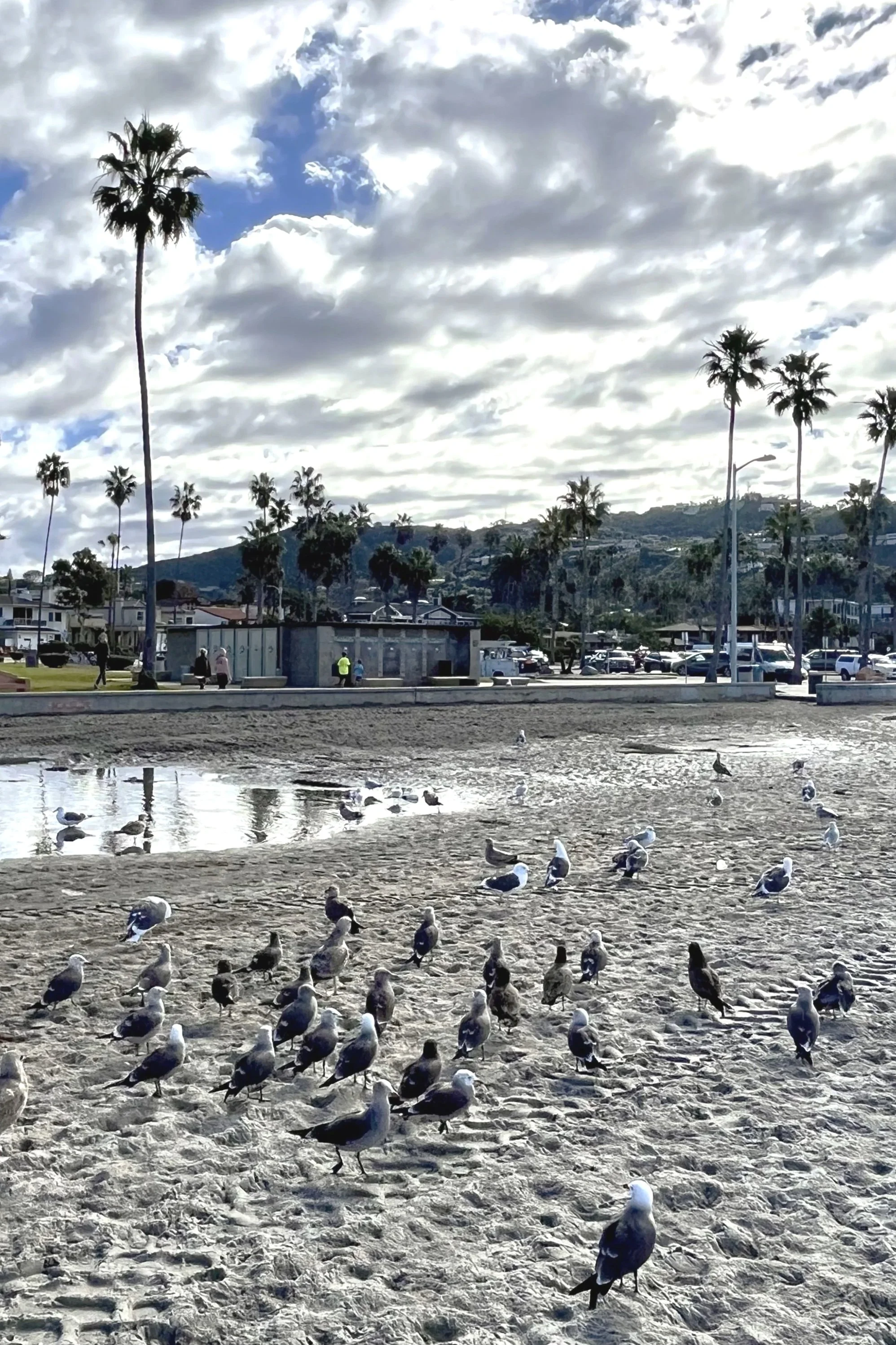 La Jolla Shores, cloudy with Seagulls