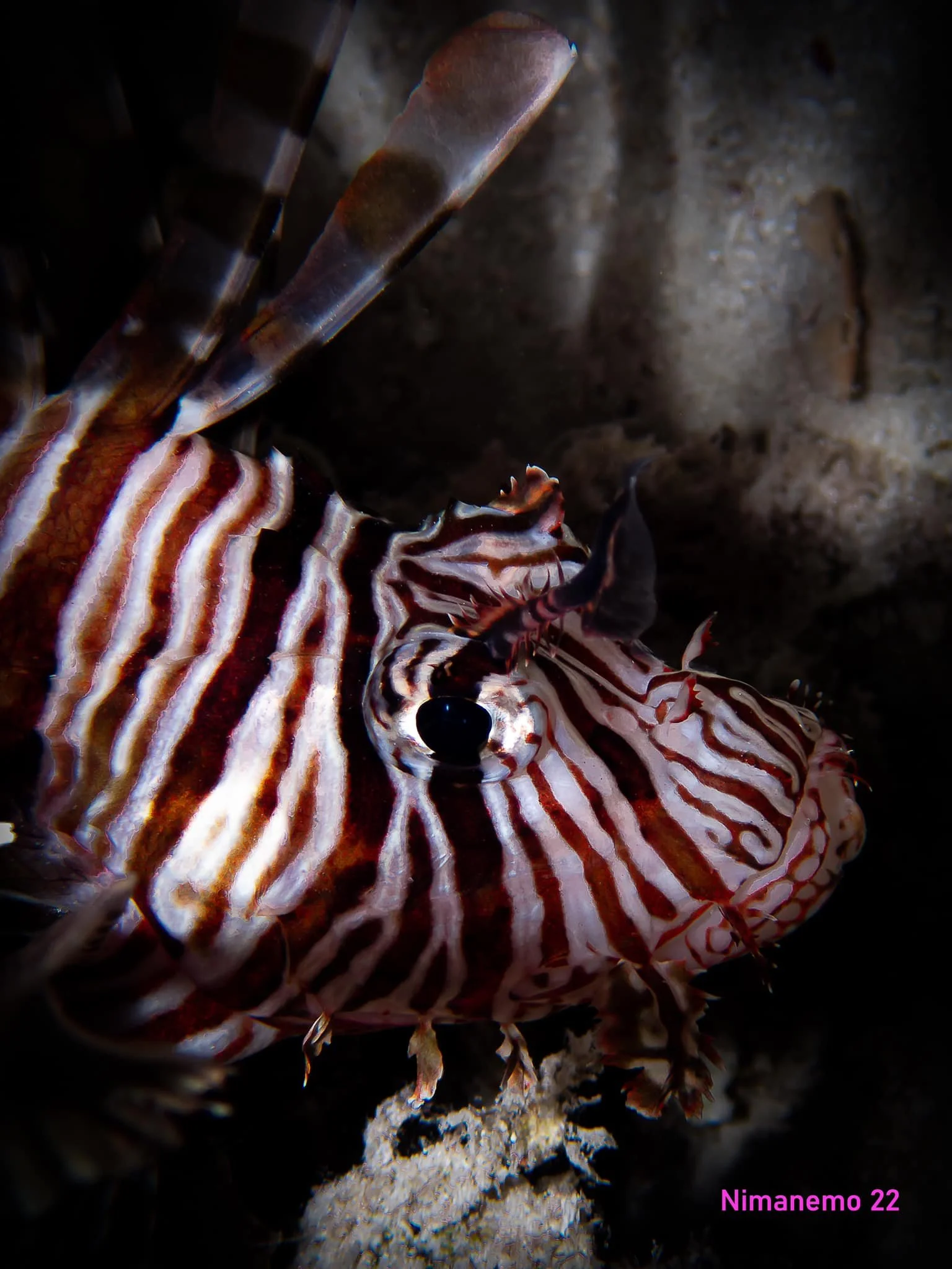 Amazing fish close ups by Scuba Diving