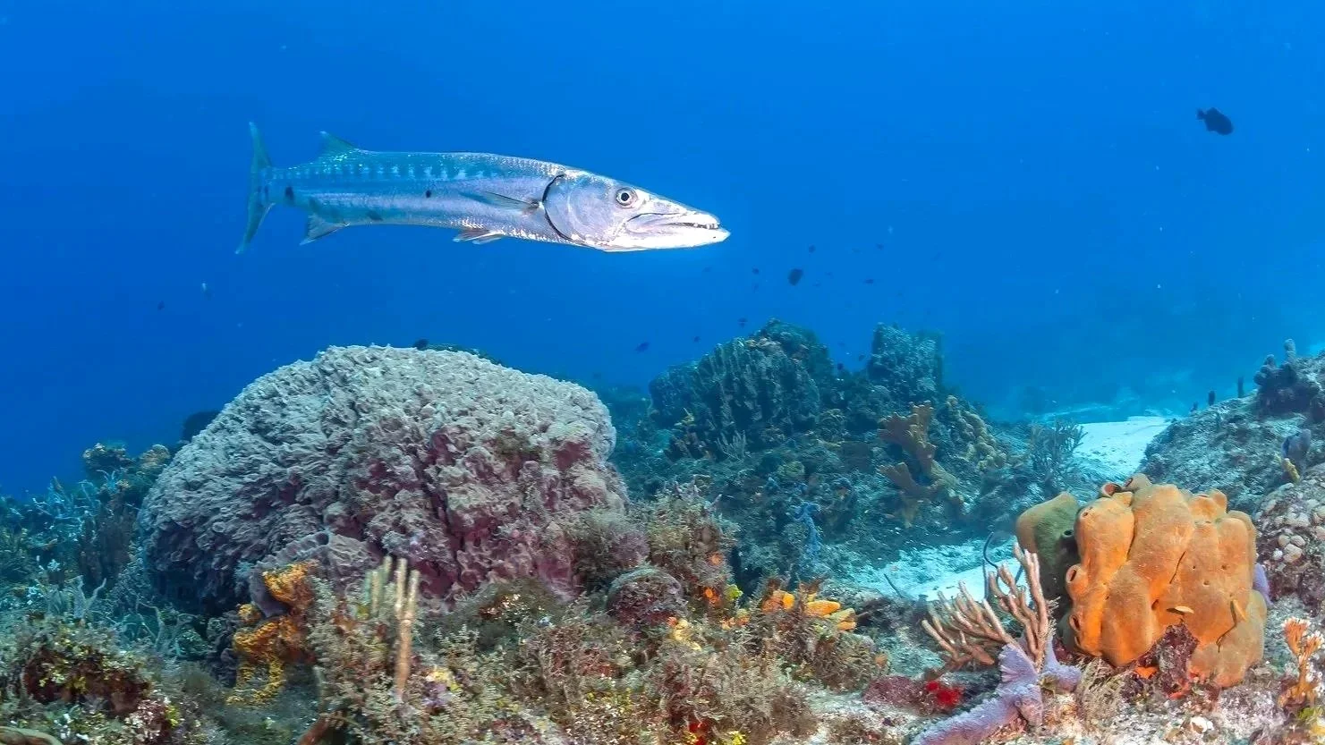 Great Barracuda of Cozumel, Mexico by Alejandro Topete