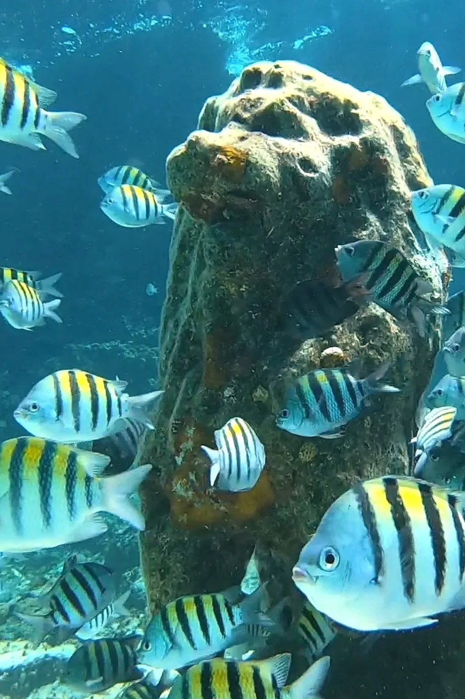 Underwater Lion Statue of Cozumel, Mexico