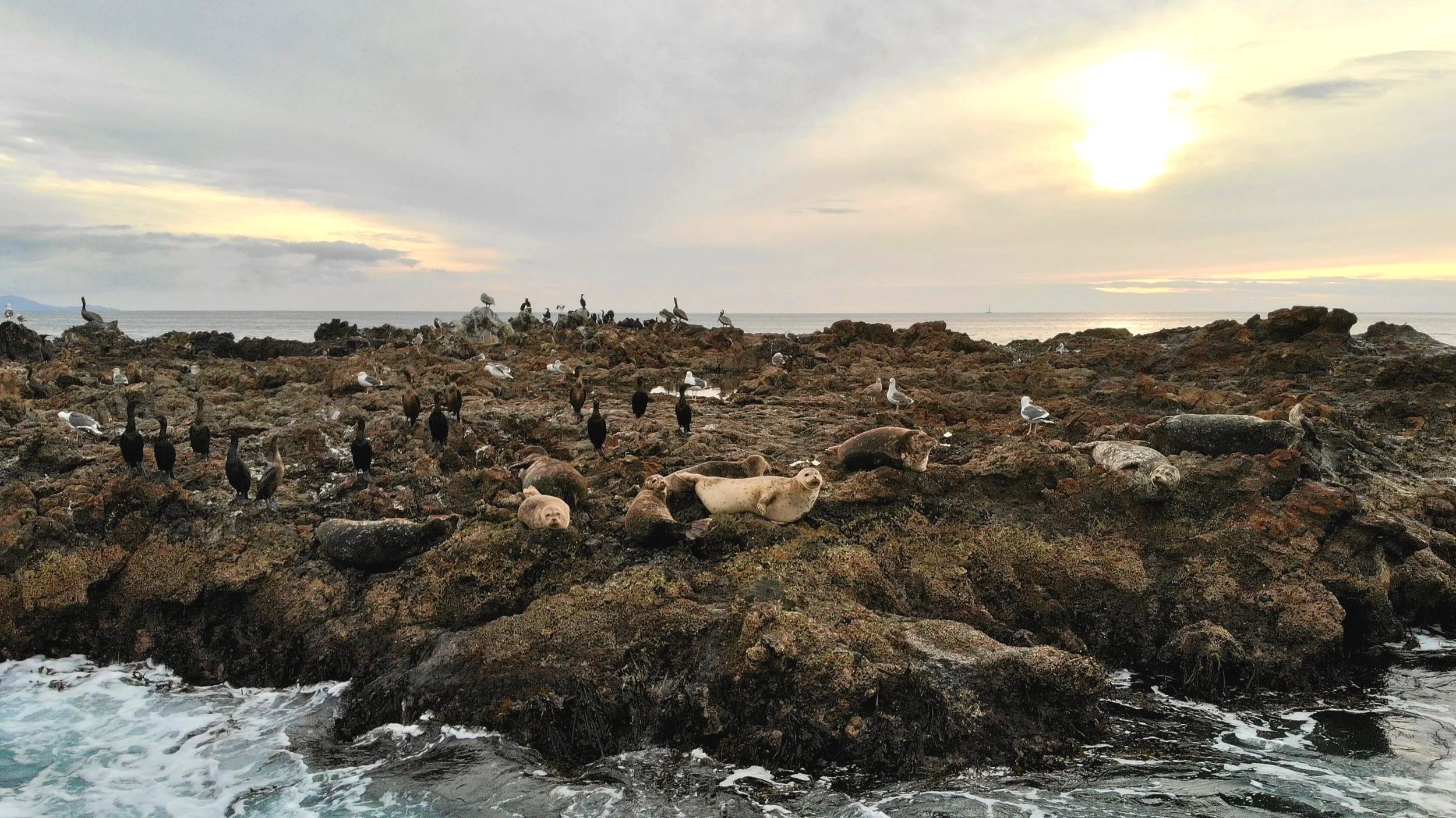 Christmas Tree Cove Reef Island of Palos Verdes