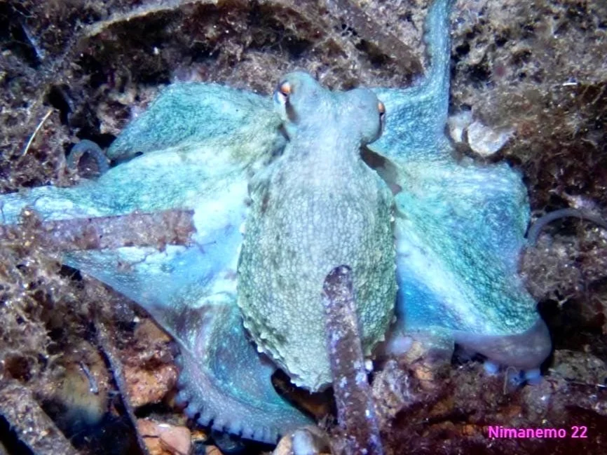 Scuba Diving with Octopus close up