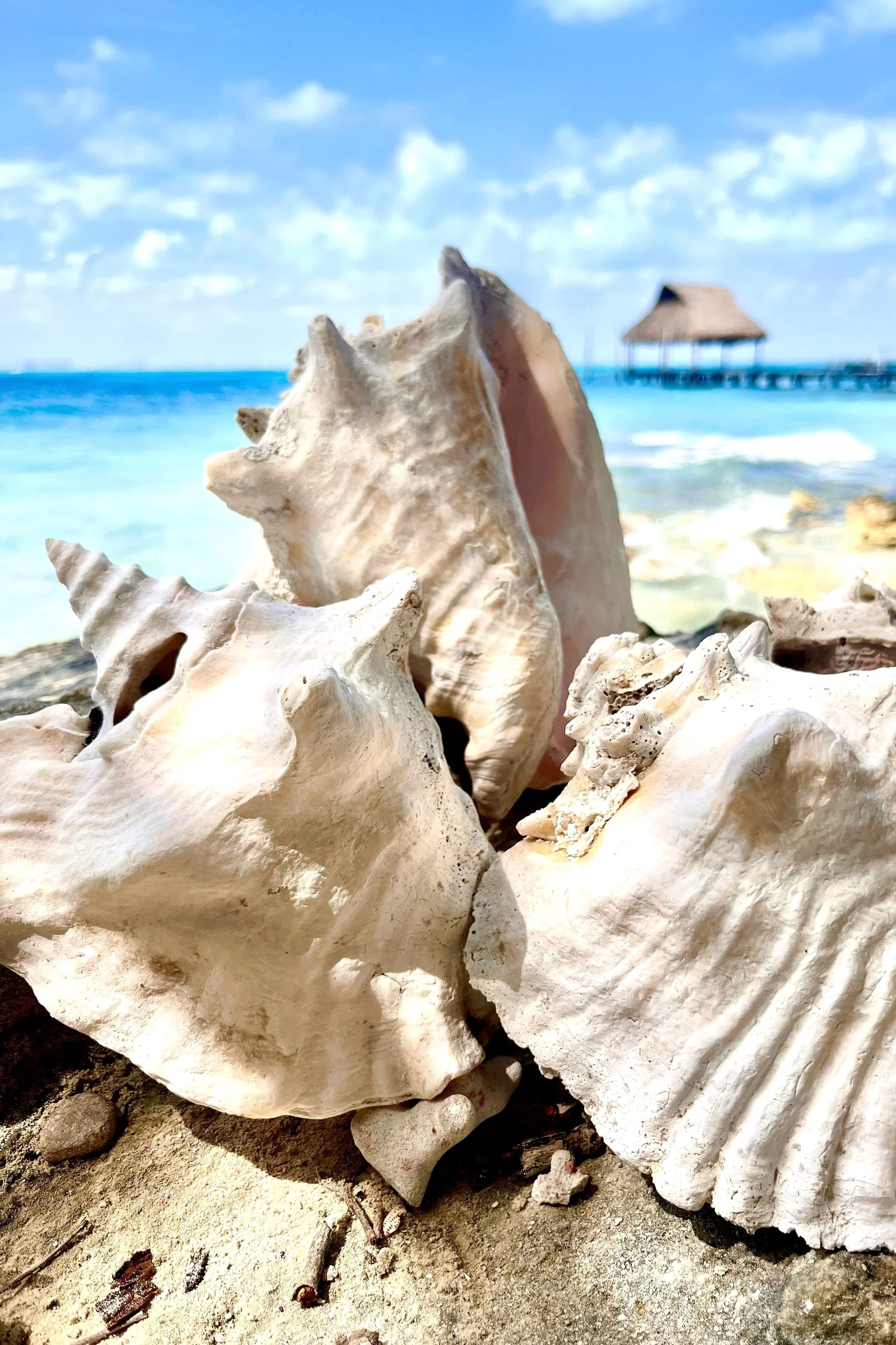Isla Mujeres, Mexico Playa Sur Conchas