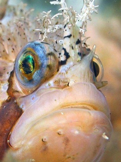 Amazing fish close up by Scuba Diver Carl Sorenson