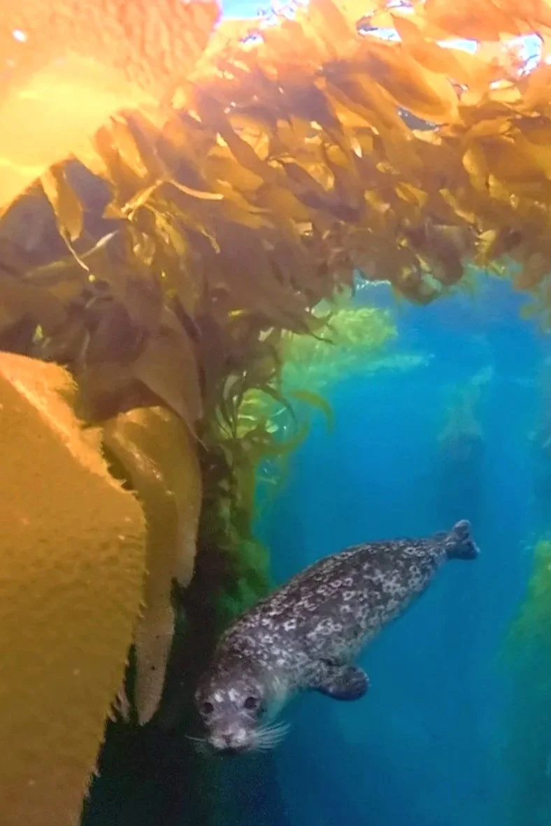 Ana Carolina Harbor Seal in Kelp Laguna Beach