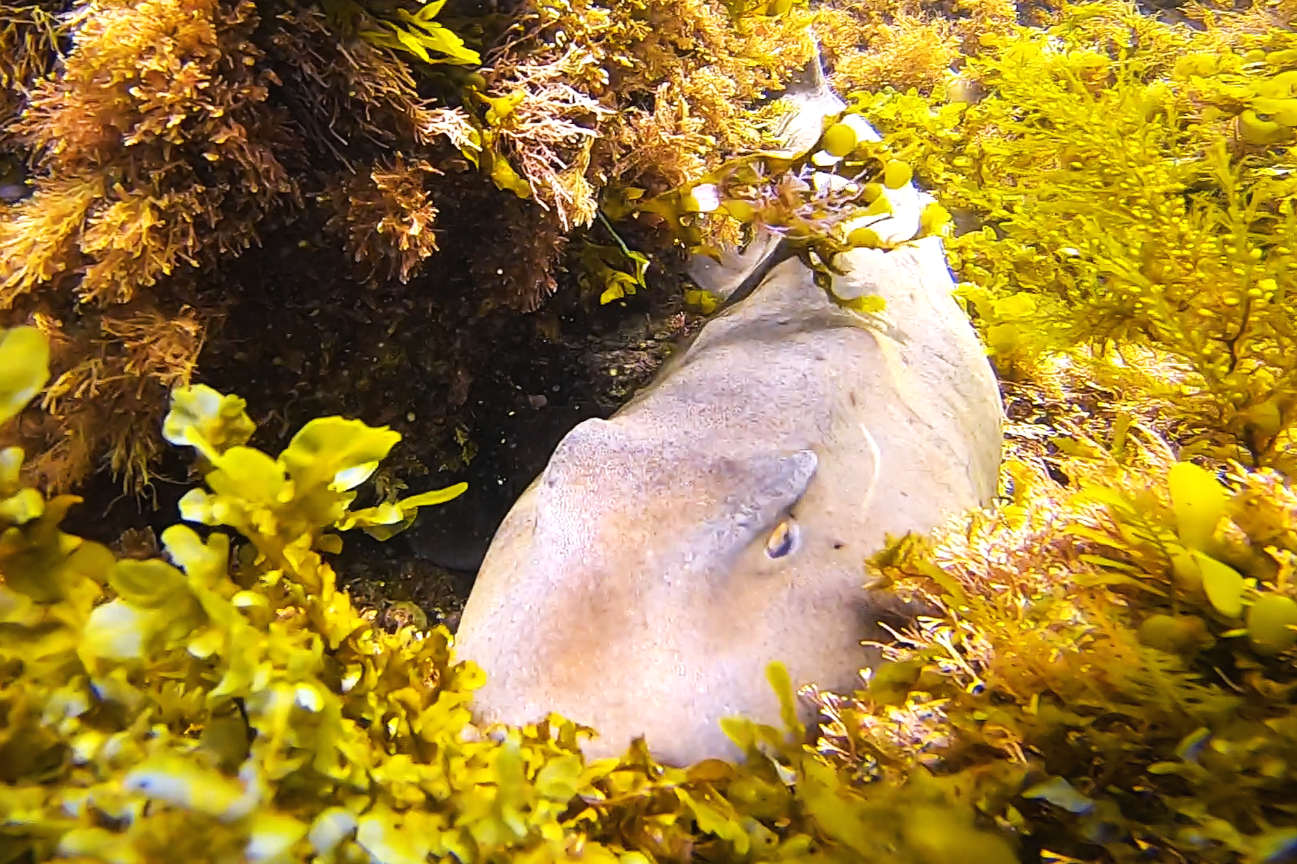 Horn Shark in Palos Verdes Kelp Forest