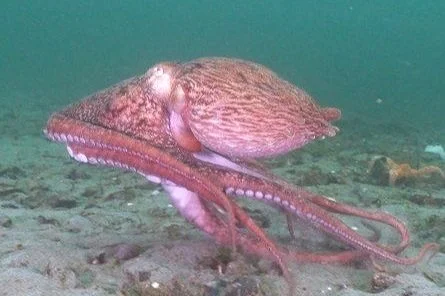 Scuba Diving with Octopus