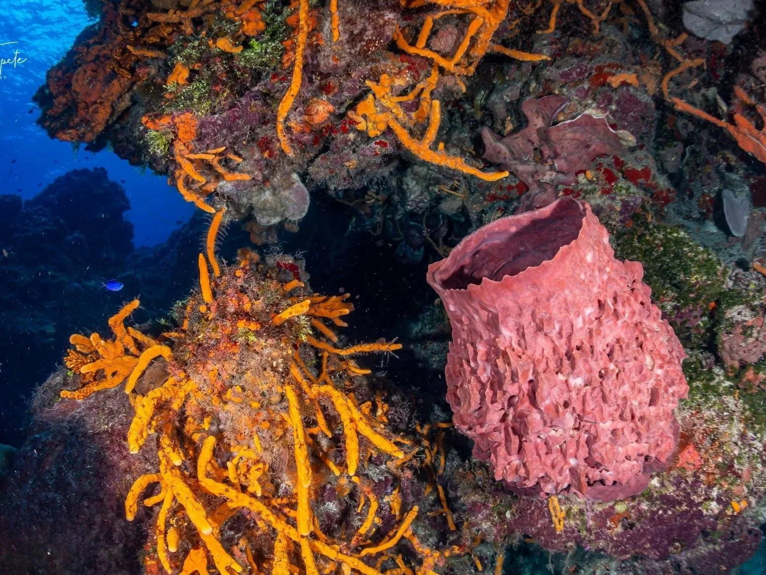 Coral reef of Cozumel, Mexico by Alejandro Topete