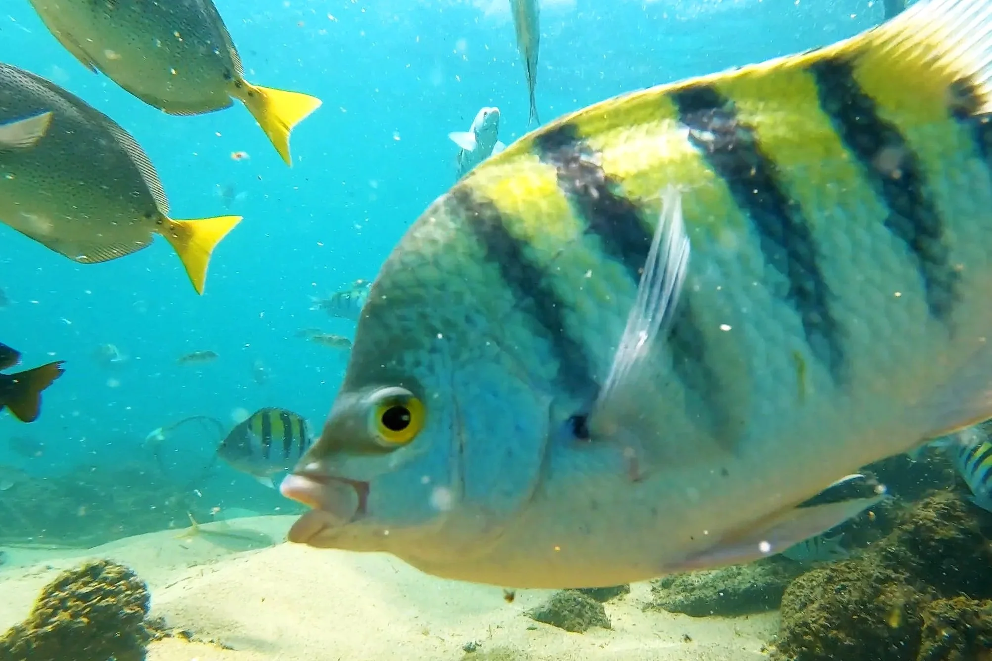 Sergeant Majorfish of Cabo San Lucas Mexico