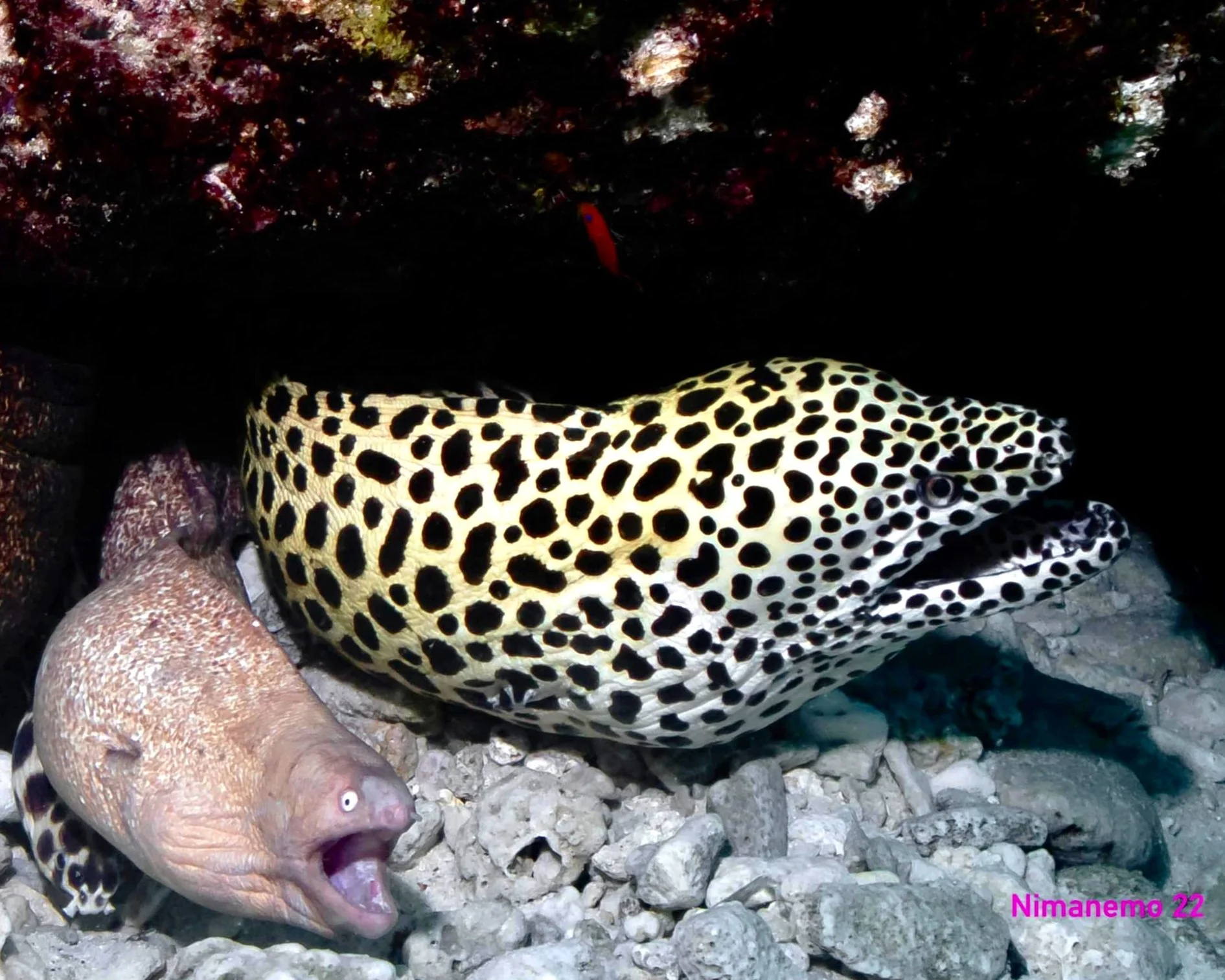Scuba Diving with spotted Moray Eel in Maldives