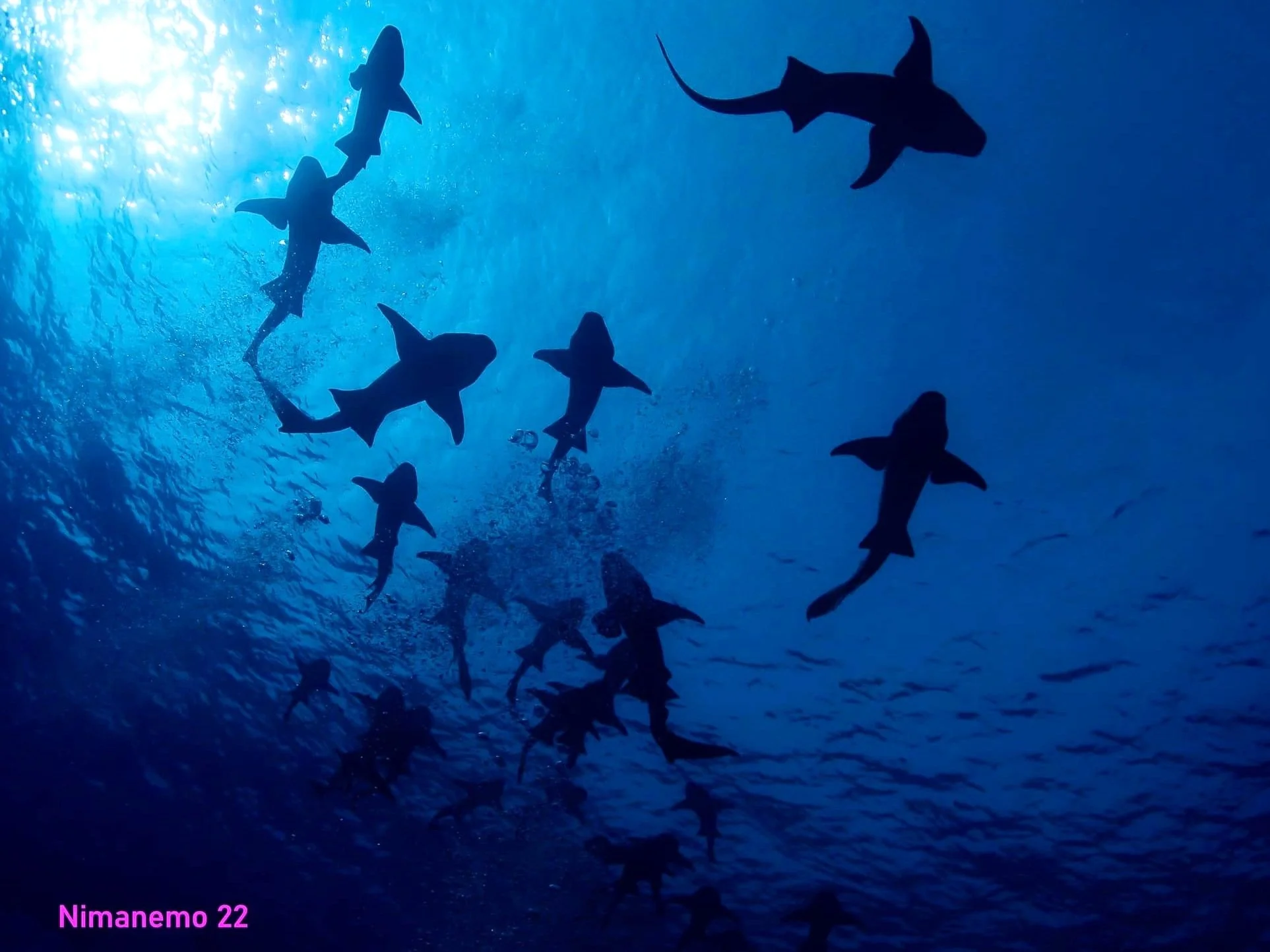 Scuba Diving with Nurse Sharks in Maldives