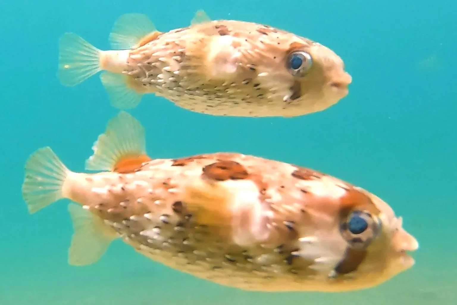 Longspine Porcupinefish of Cabo San Lucas Mexico
