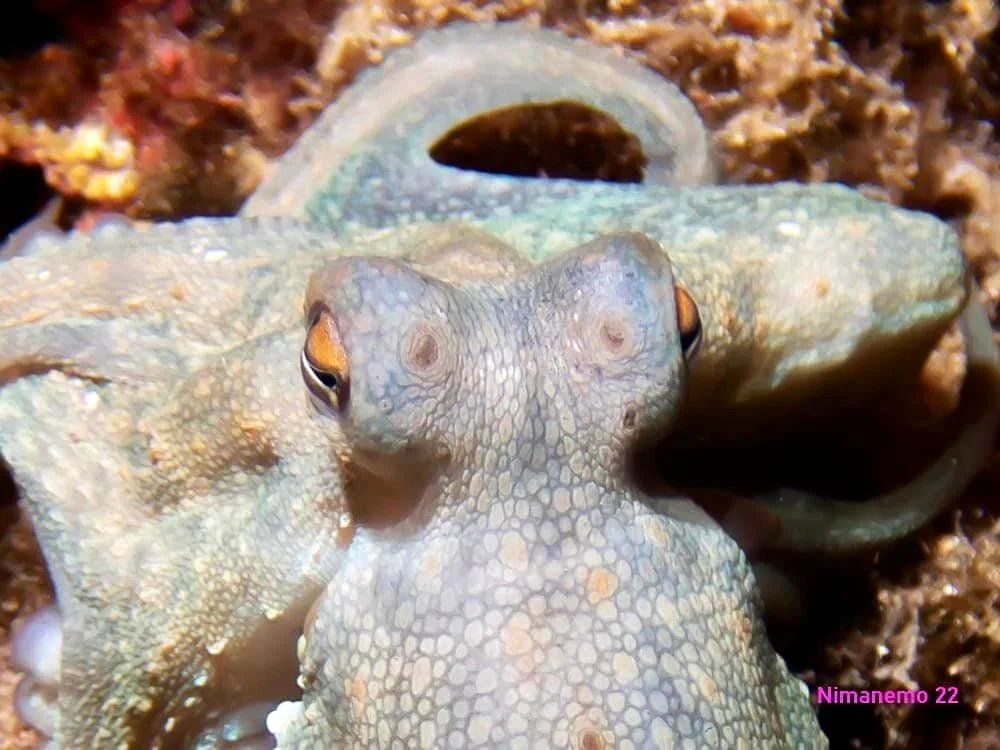 Scuba Diving with Octopus close up