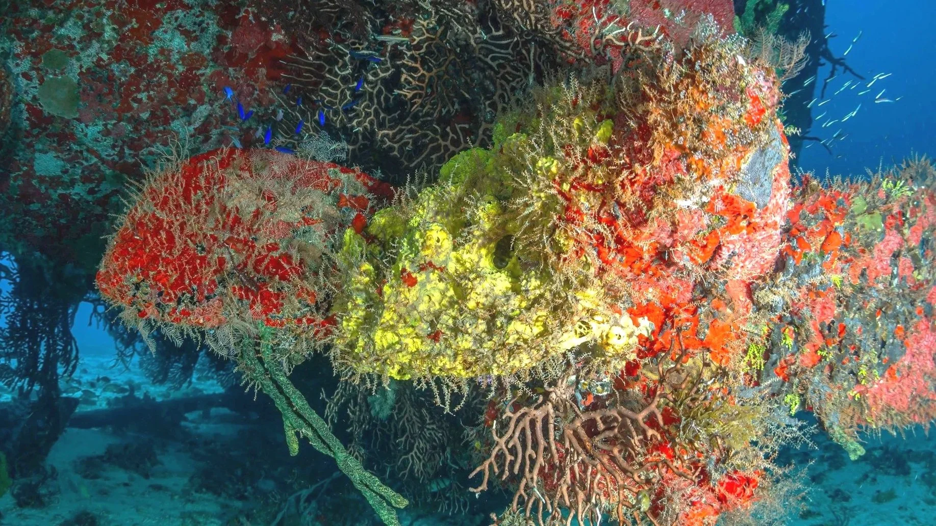 Bright corals of Cozumel, Mexico