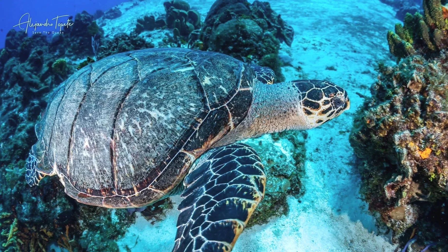 Sea Turtle of Cozumel, Mexico by Alejandro Topete
