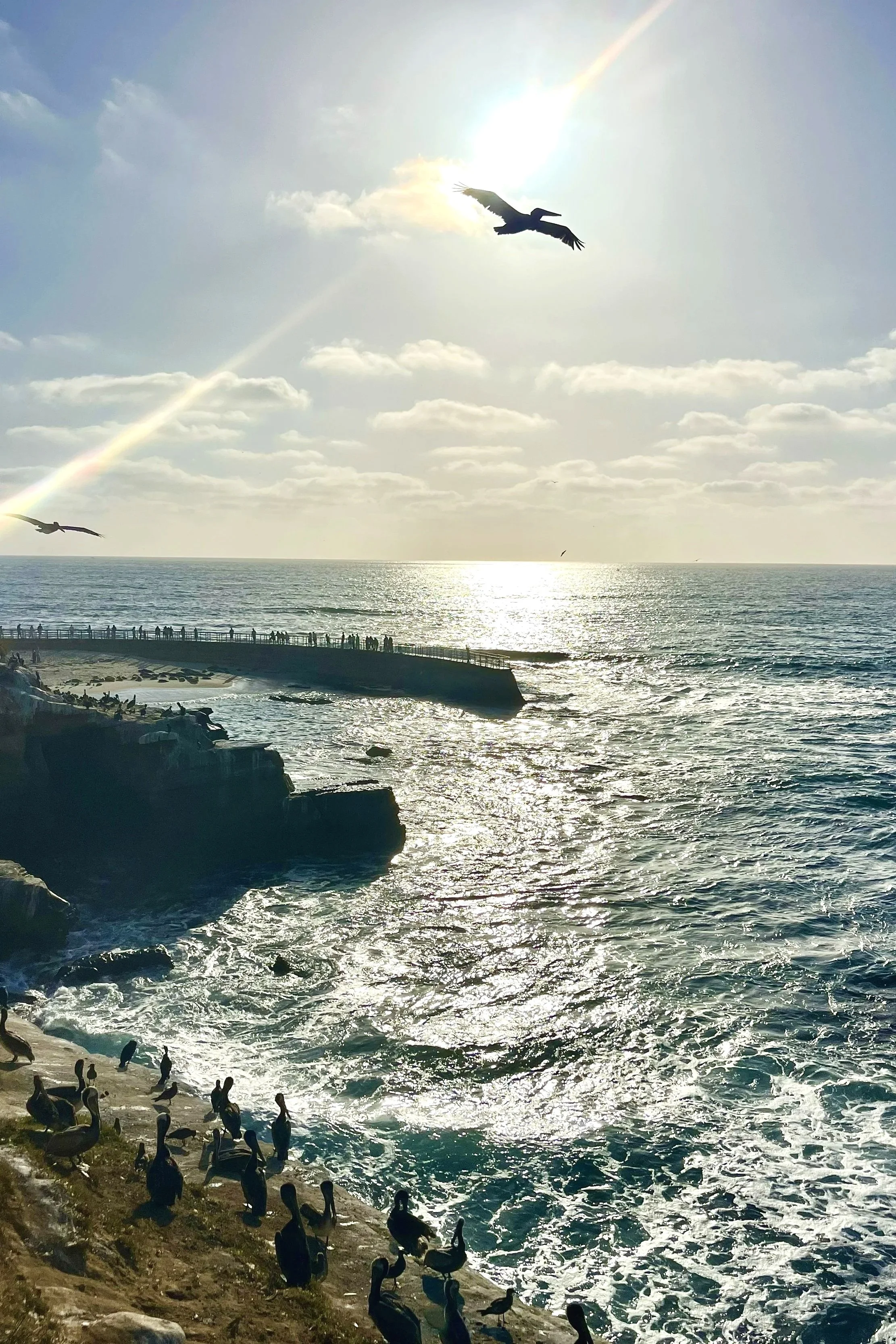 Pelican Sunset at La Jolla, San Diego