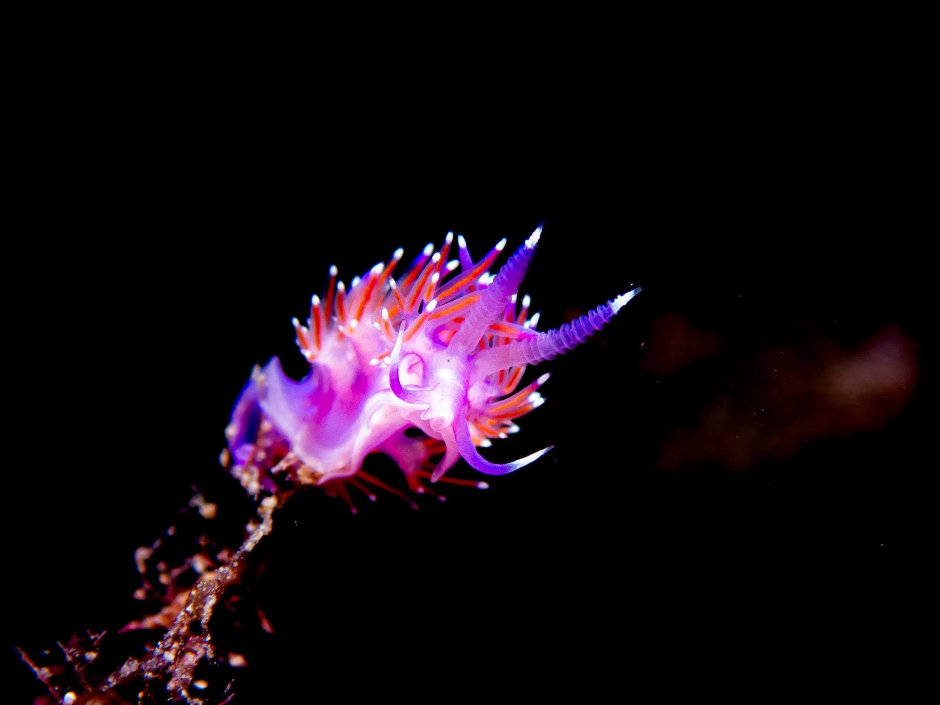 Scuba Diving with Nudibranches close up