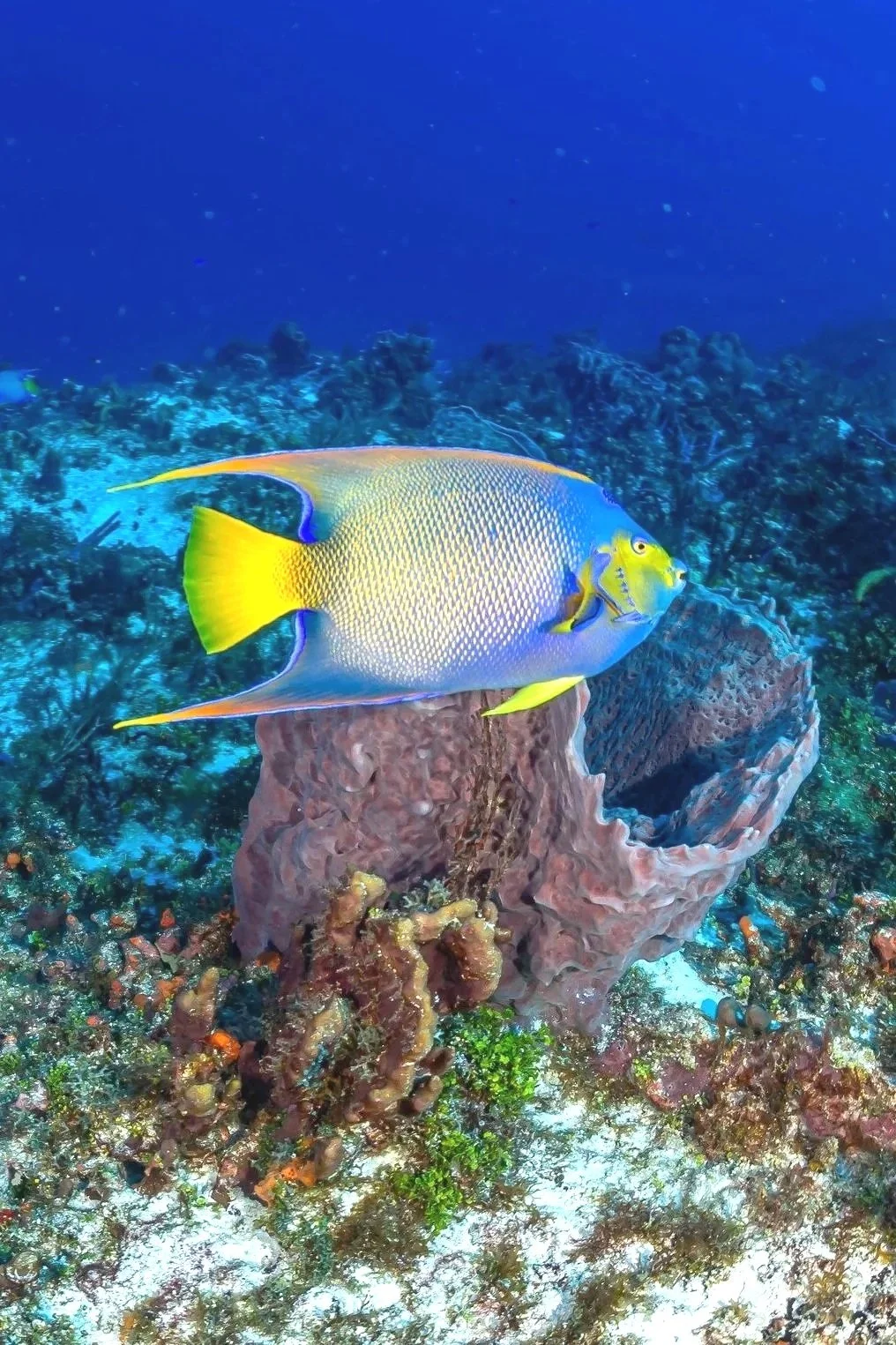 Queen Angelfish of Cozumel, Mexico by Alejandro Topete
