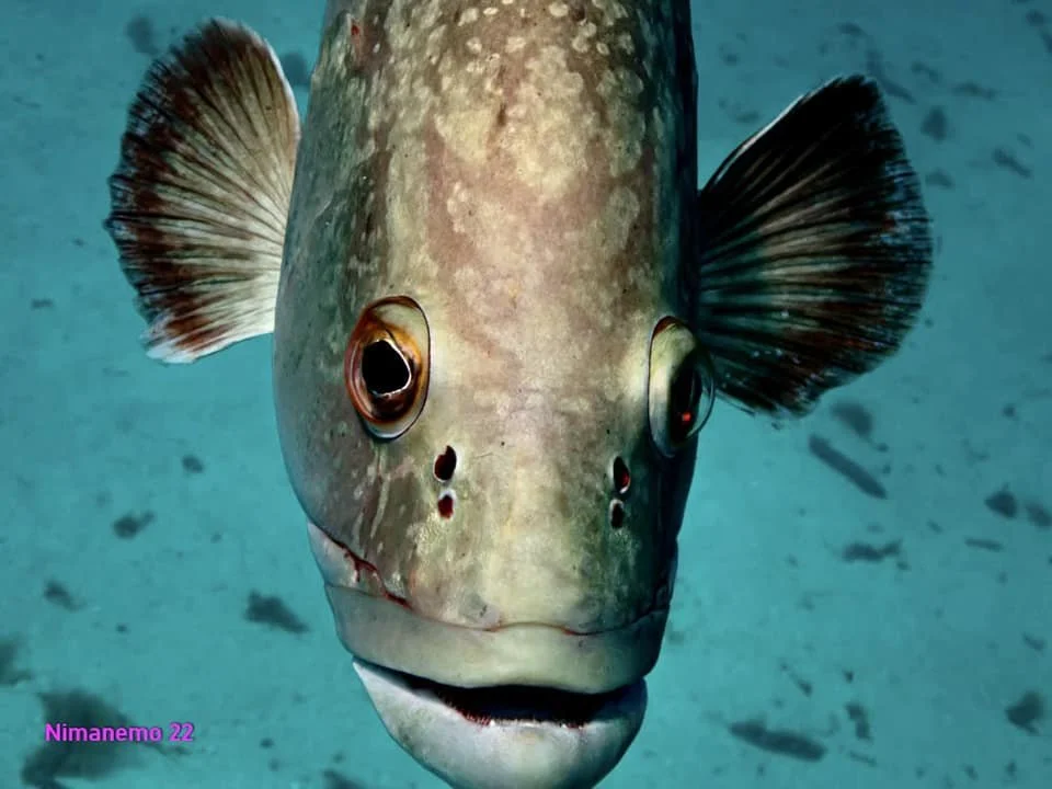 Amazing fish close ups by Scuba Diving