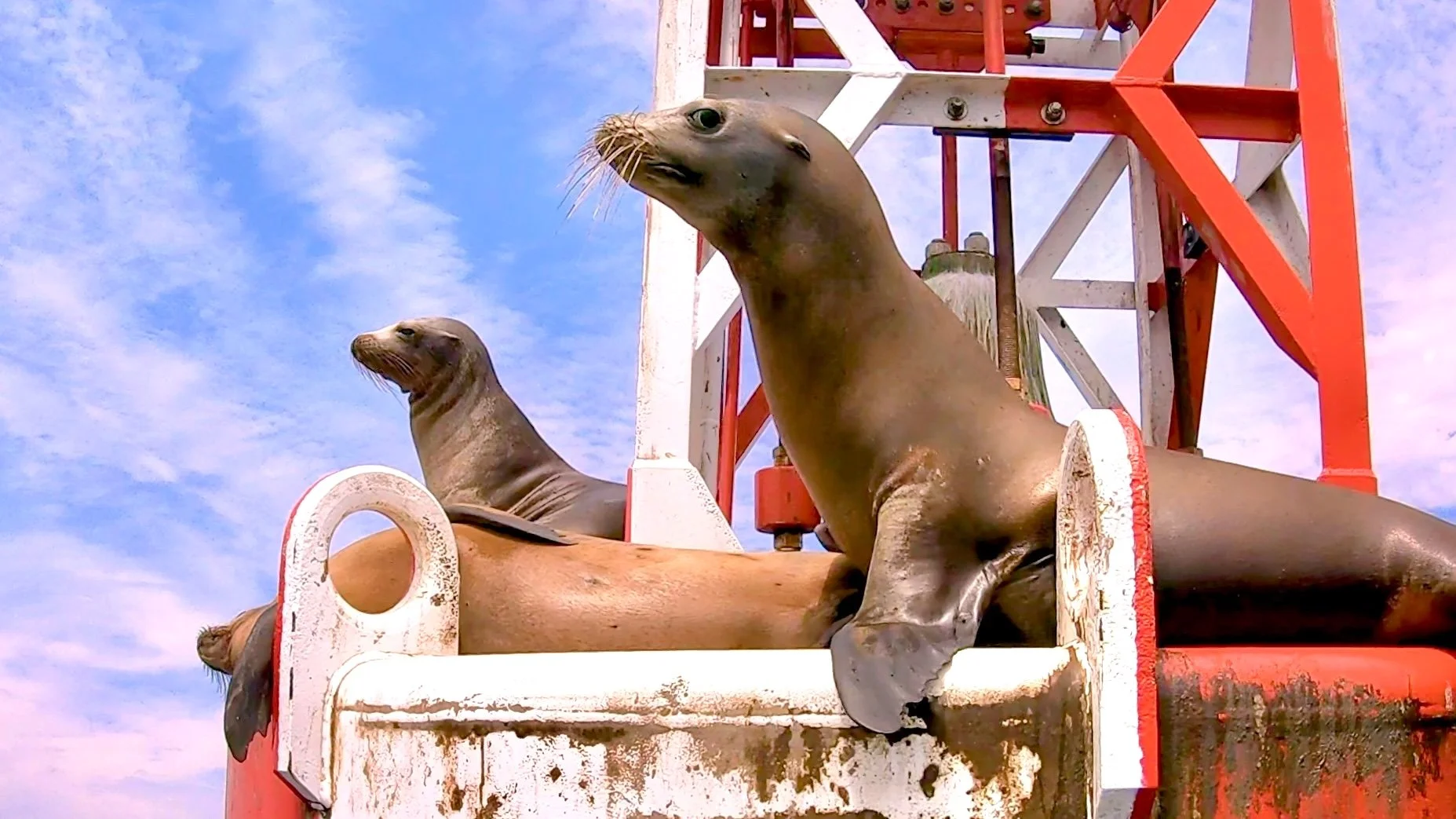 Redondo Beach Harbor Buoy with California Sea Lions