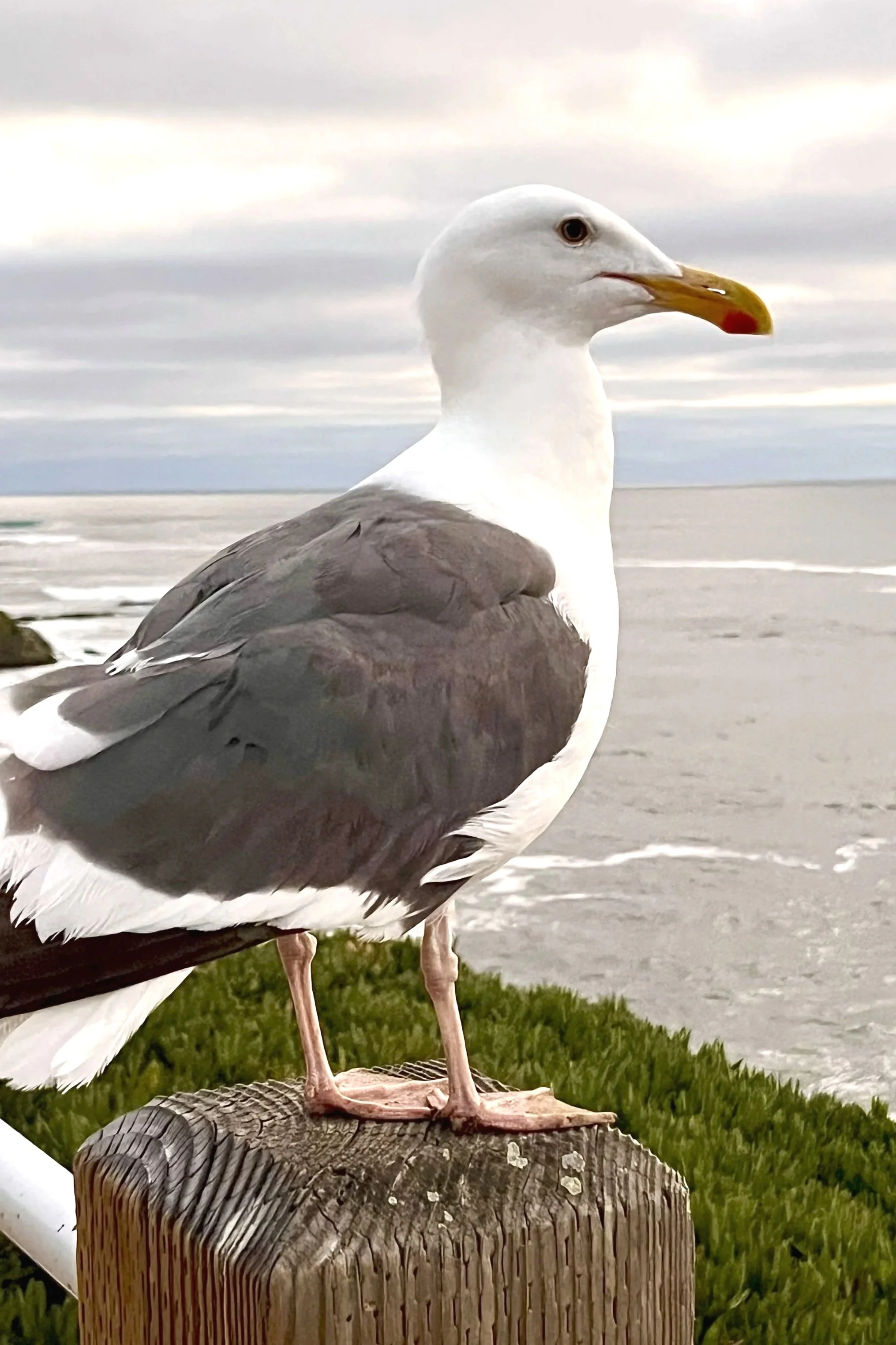 La Jolla Cove Seagull, San Diego