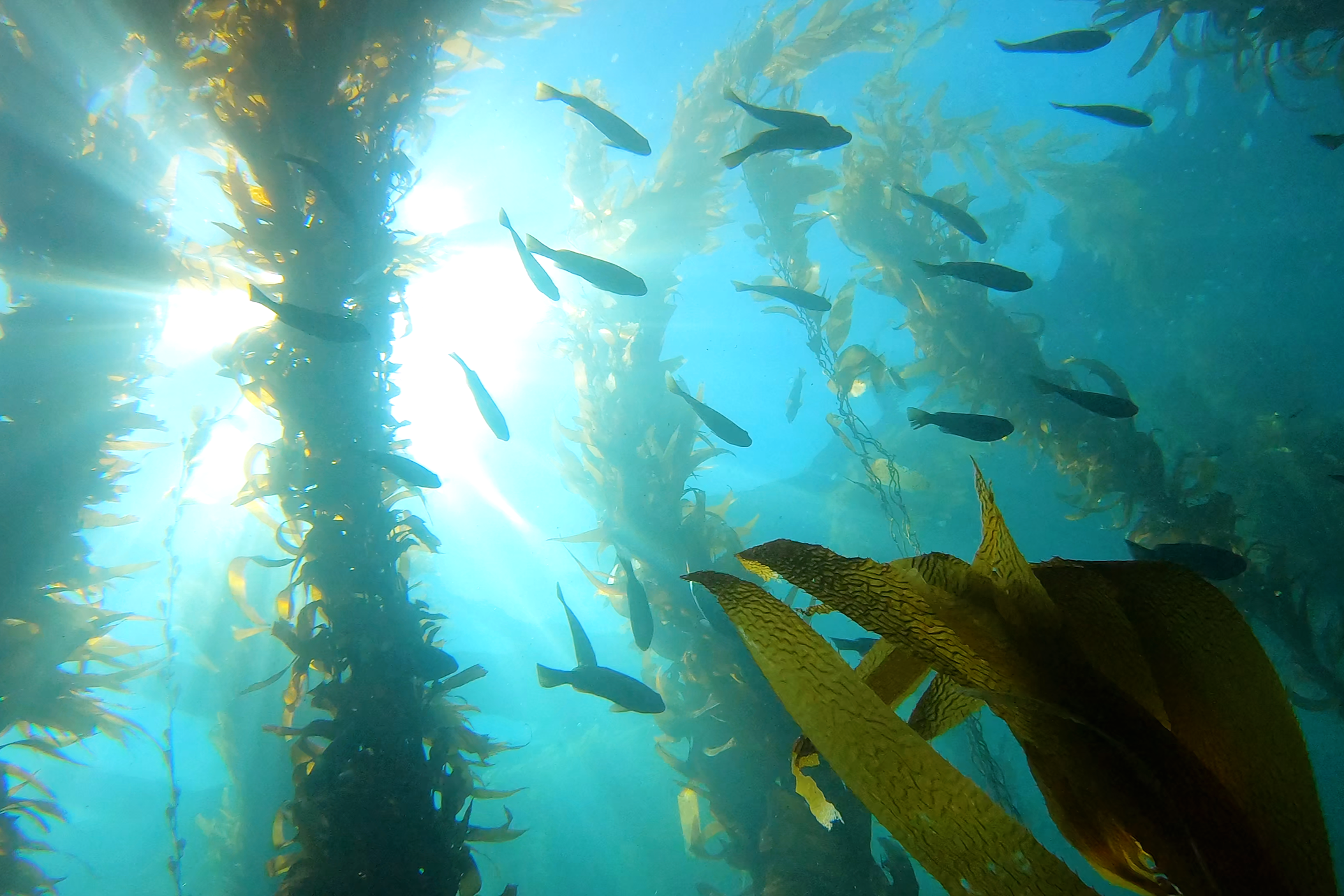 Laguna Beach kelp forest and fish