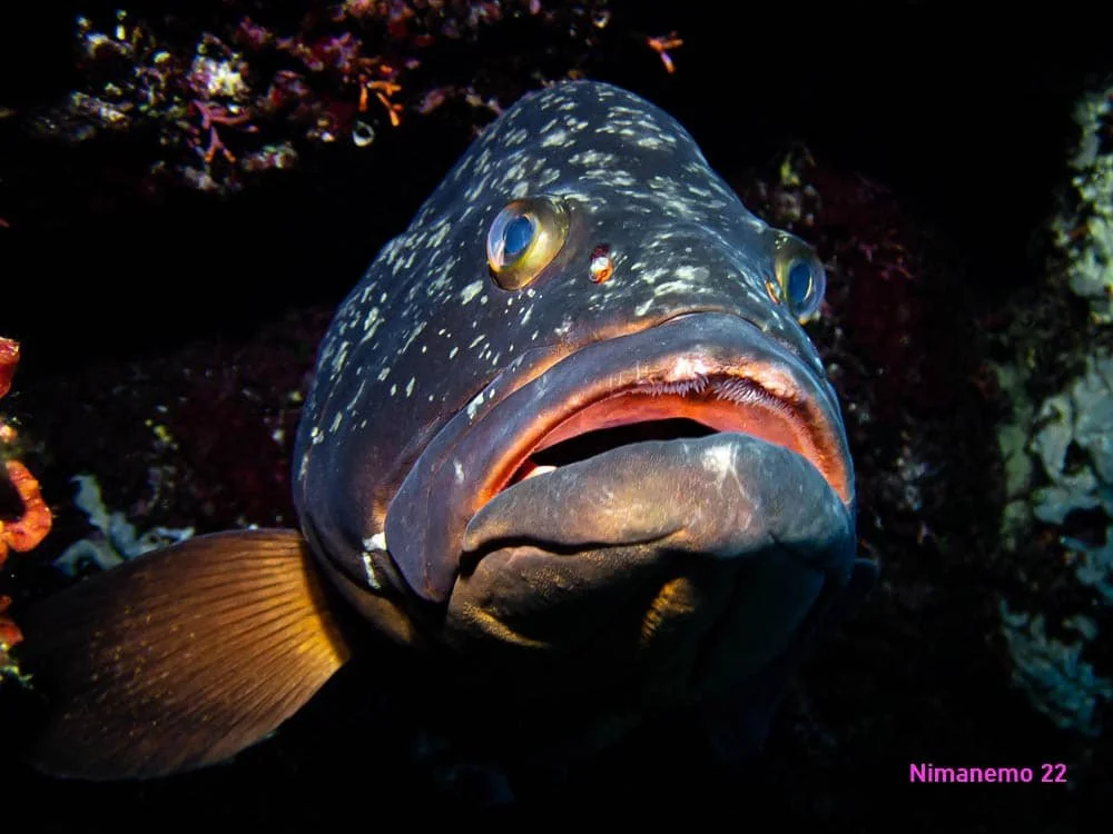 Amazing fish close ups by Scuba Diving
