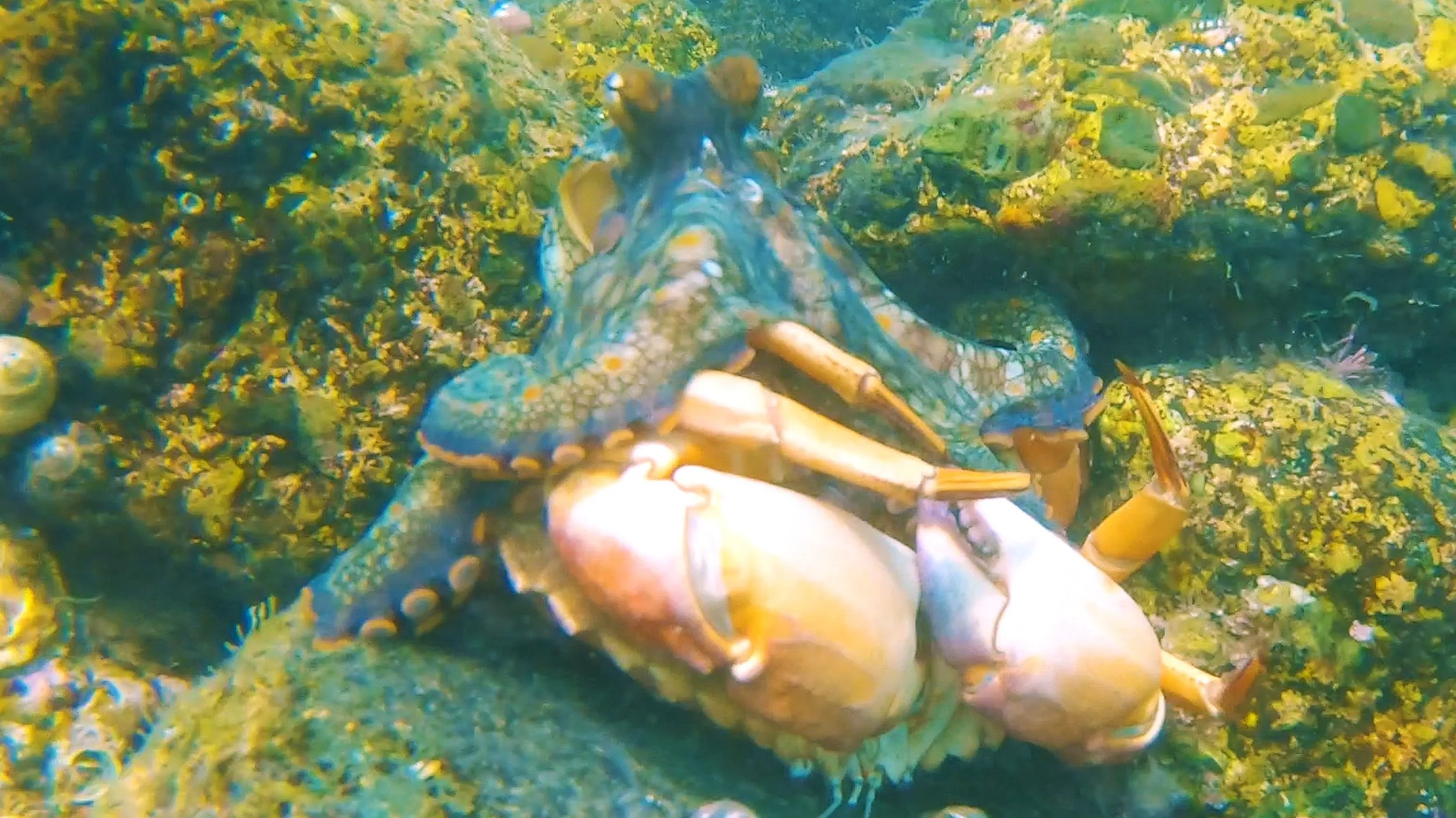 California Two Spot Octopus hunting a Rock Crab at Newport Beach