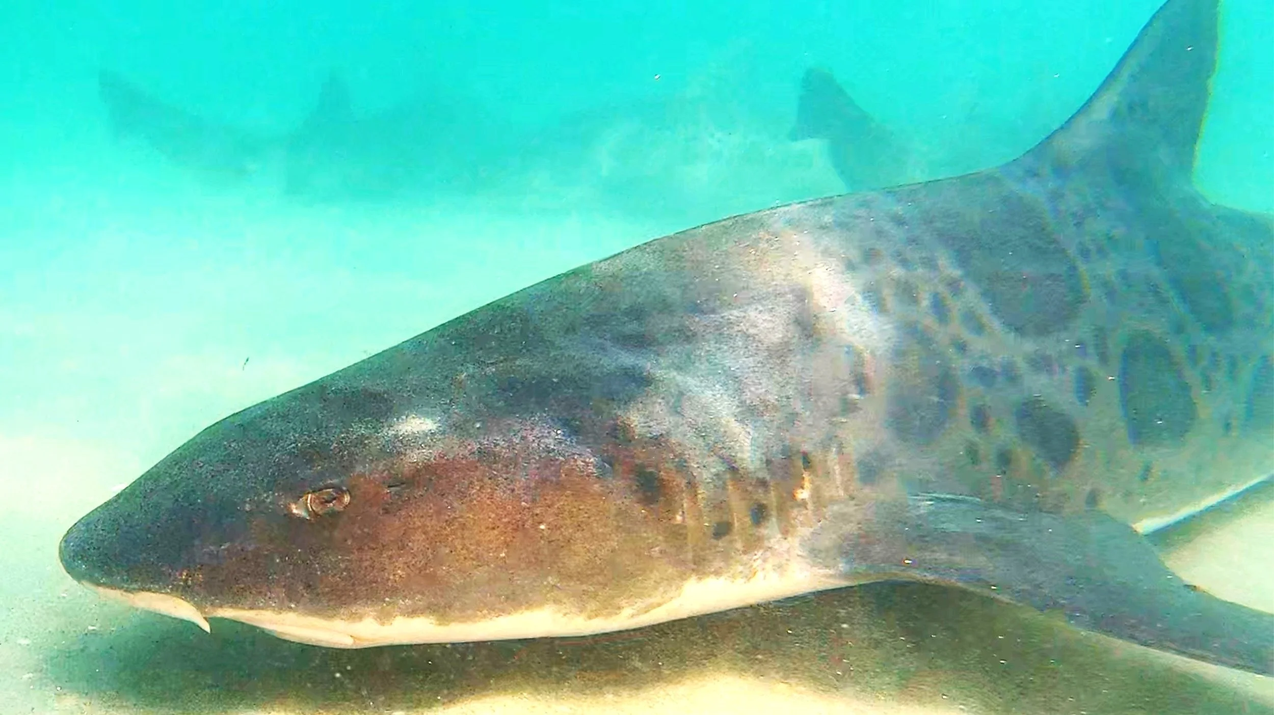 Leopard Shark of La Jolla Shores, California