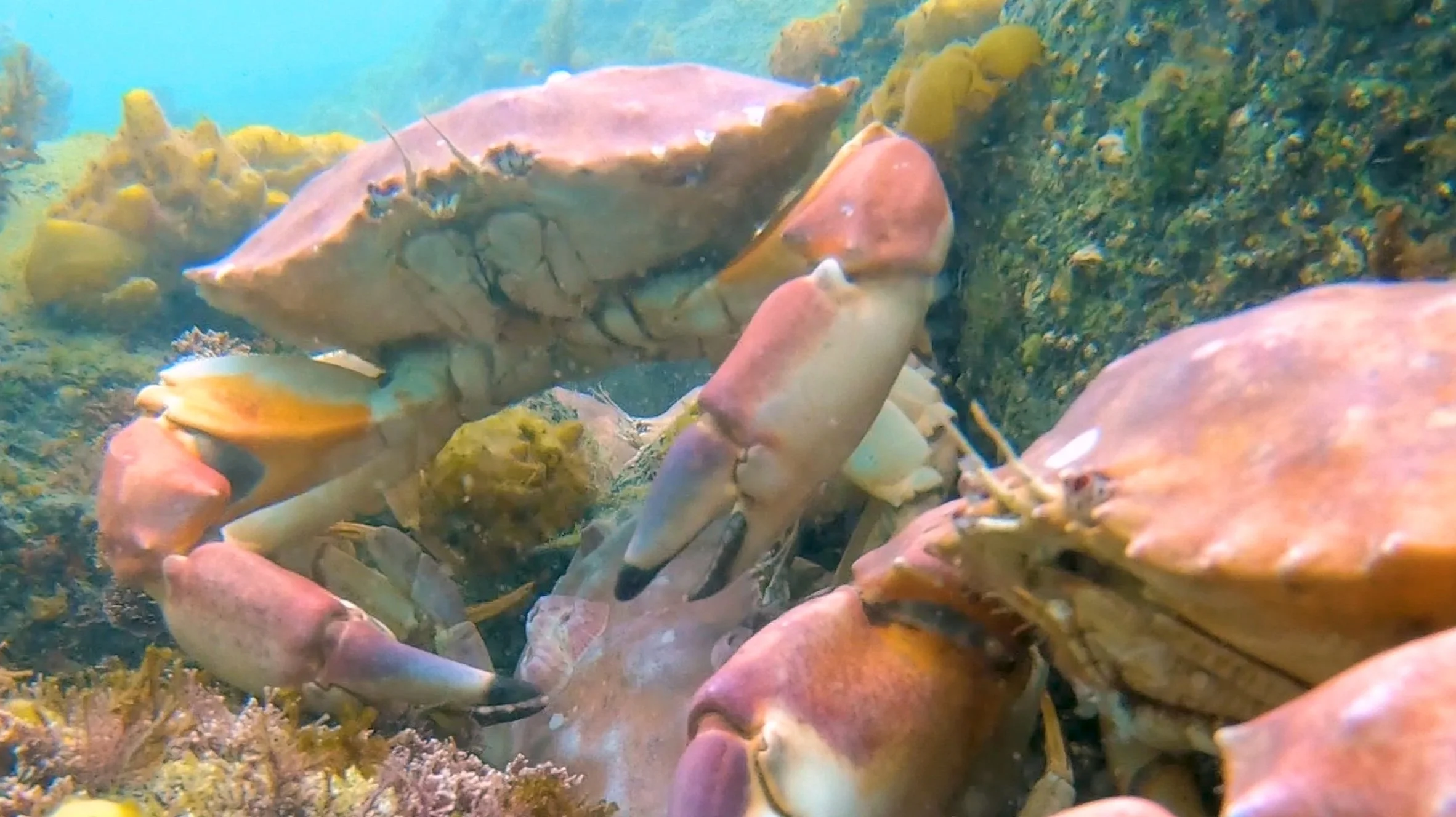 California Rock Crabs of Newport Beach, California