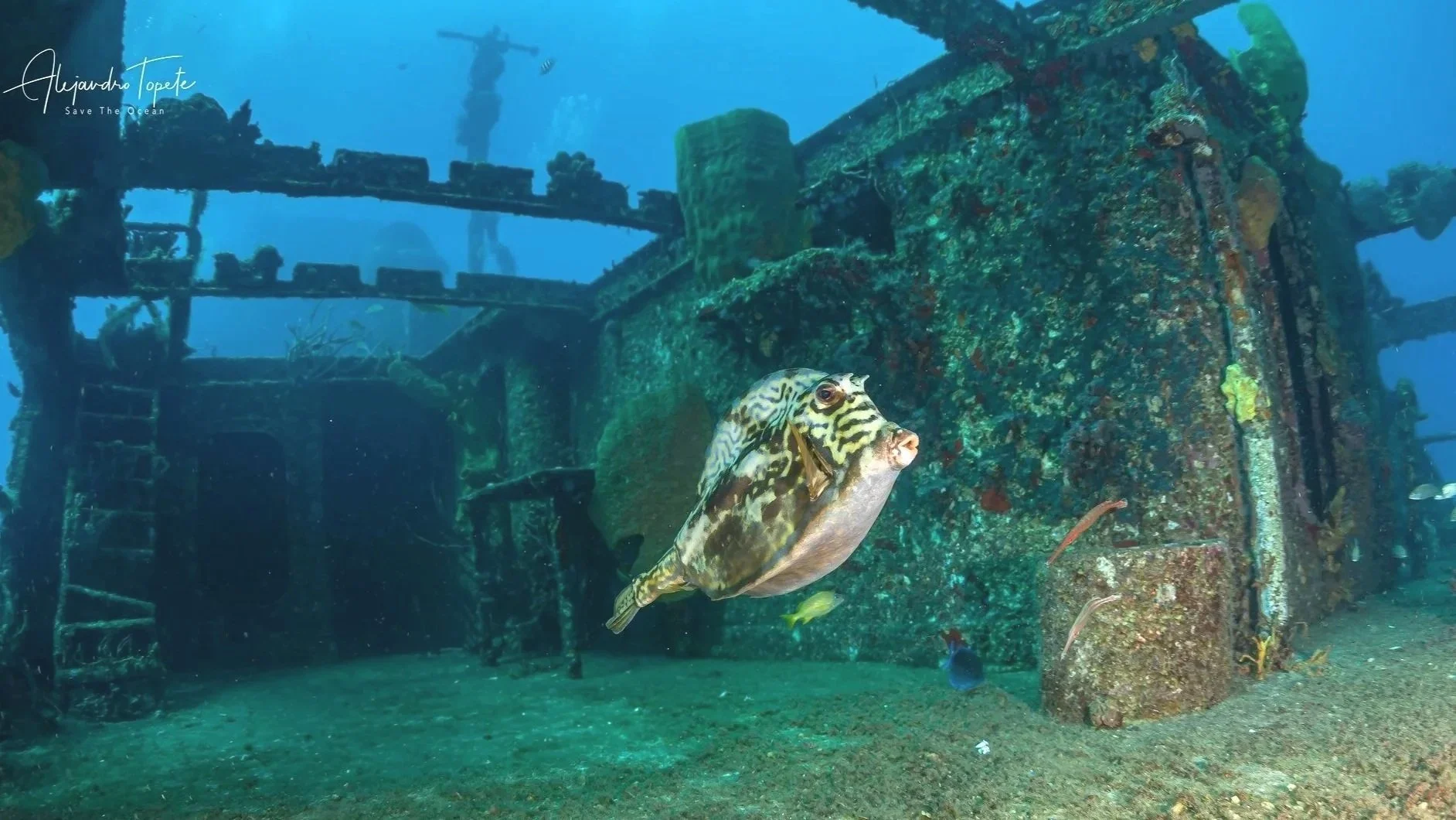 Trunkfish at shipwreck of Cozumel, Mexico by Alejandro Topete