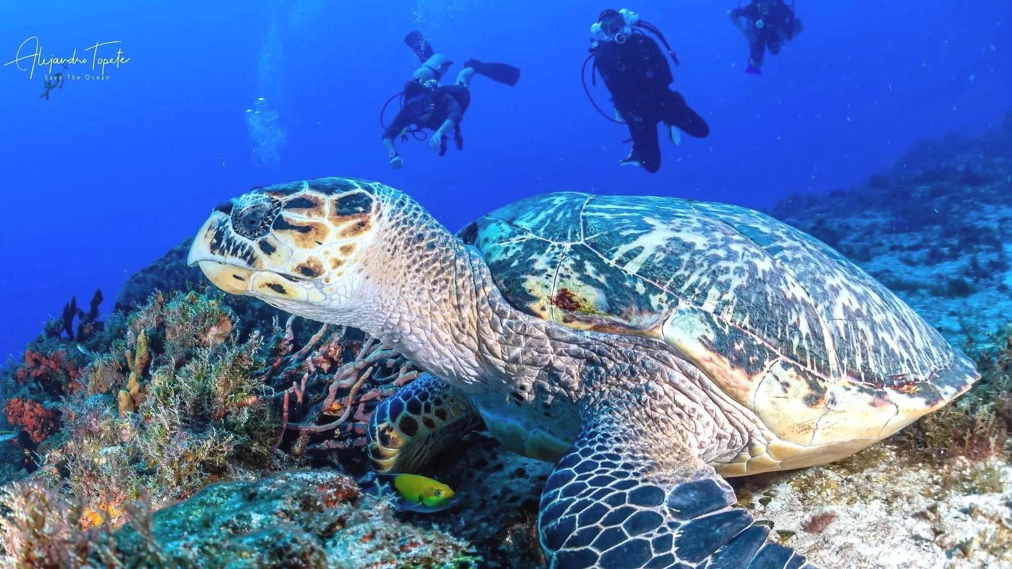 Sea Turtle of Cozumel, Mexico by Alejandro Topete