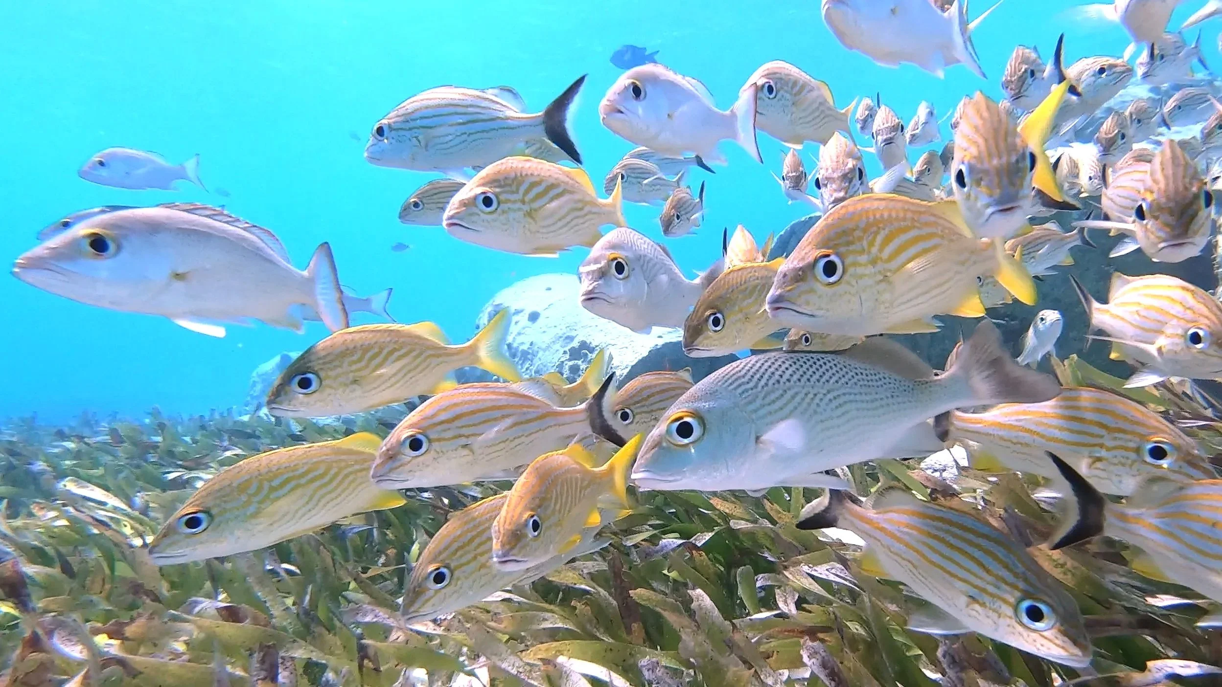 Isla Mujeres snorkeling views