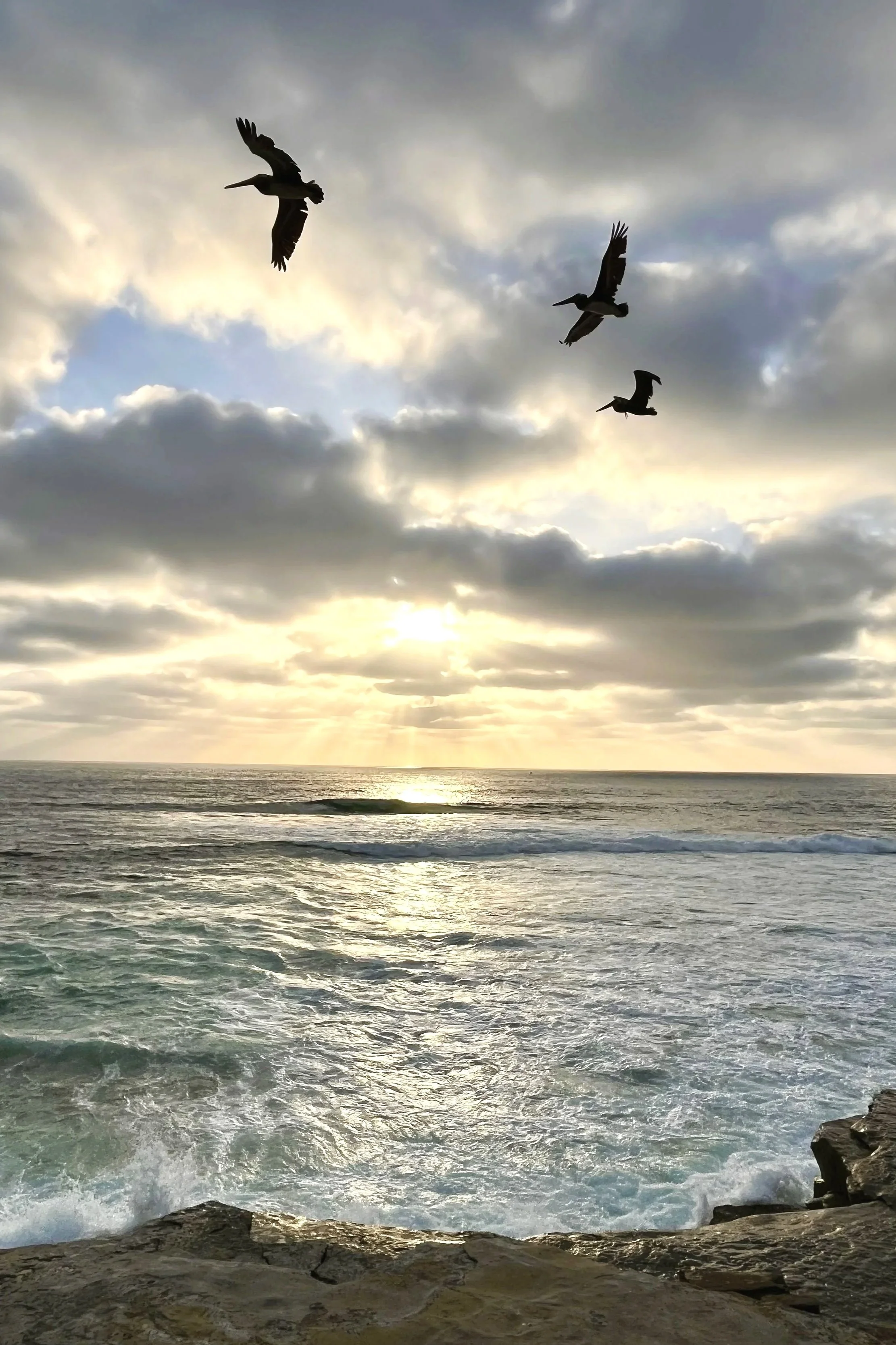 Pelican Sunset at La Jolla, San Diego, California
