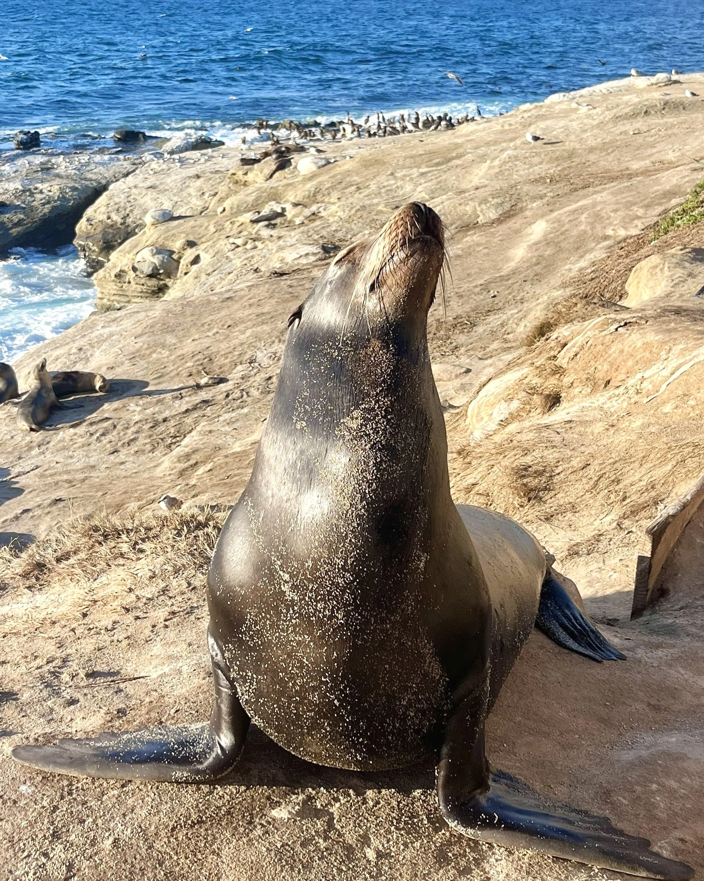 La Jolla Sea Lion Posing