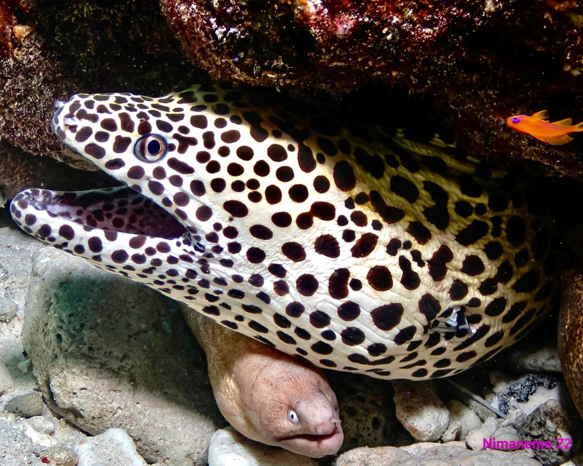 Scuba Diving with spotted Moray Eel in Maldives