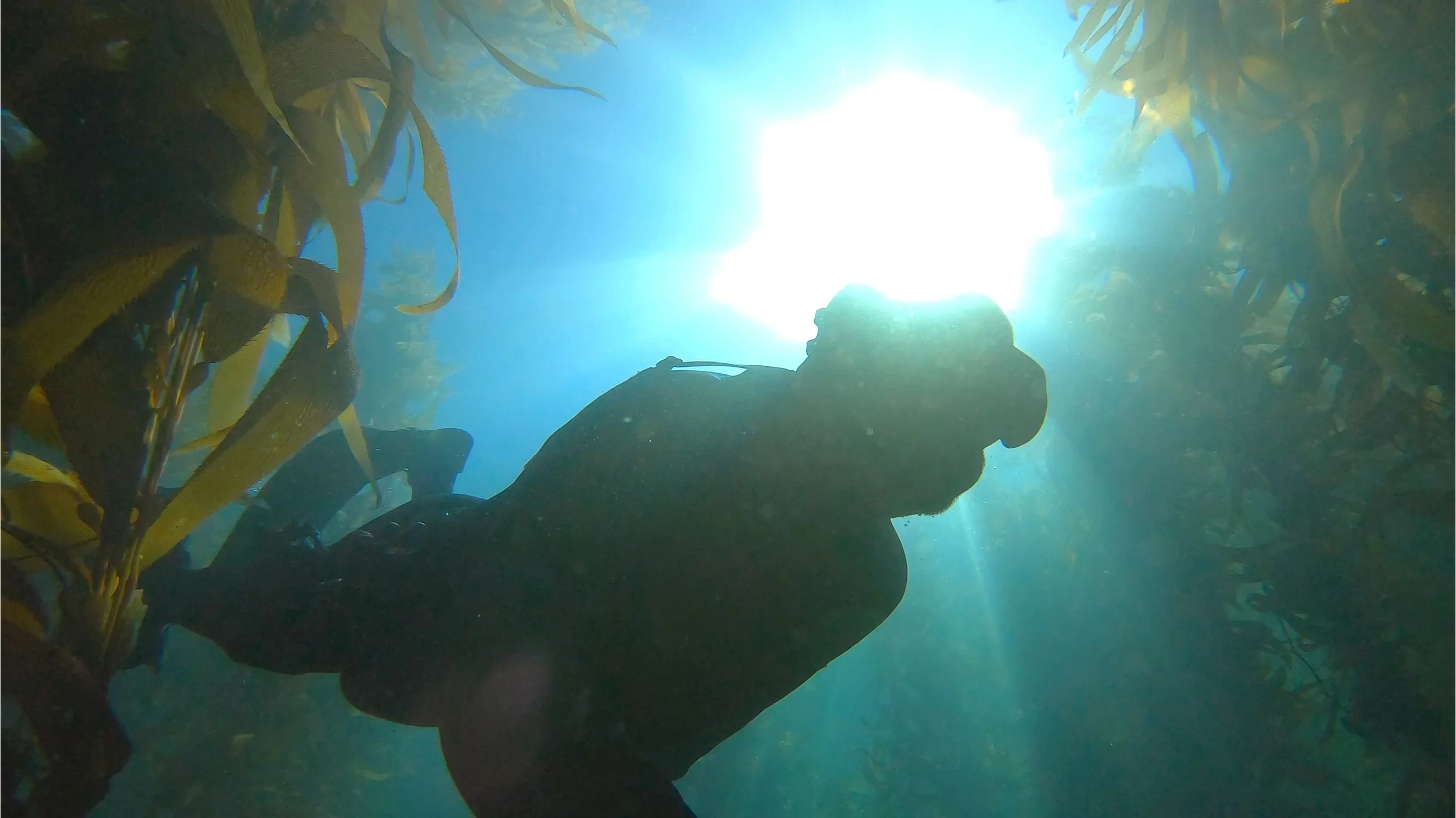 Freediving kelp forest of Laguna Beach, California