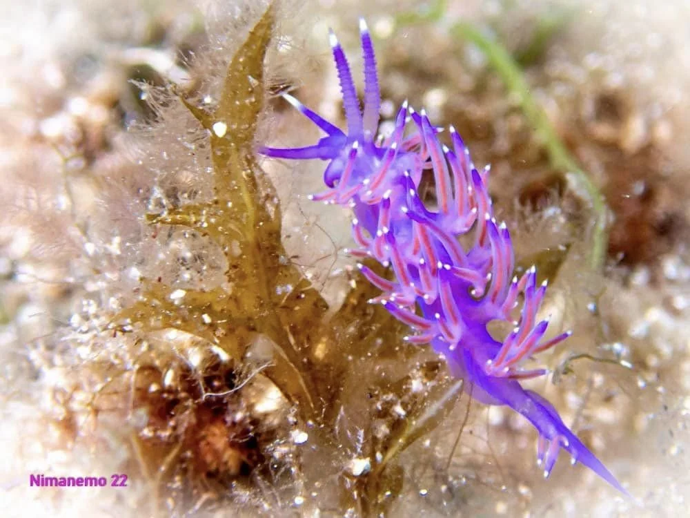 Scuba Diving with Nudibranches close up