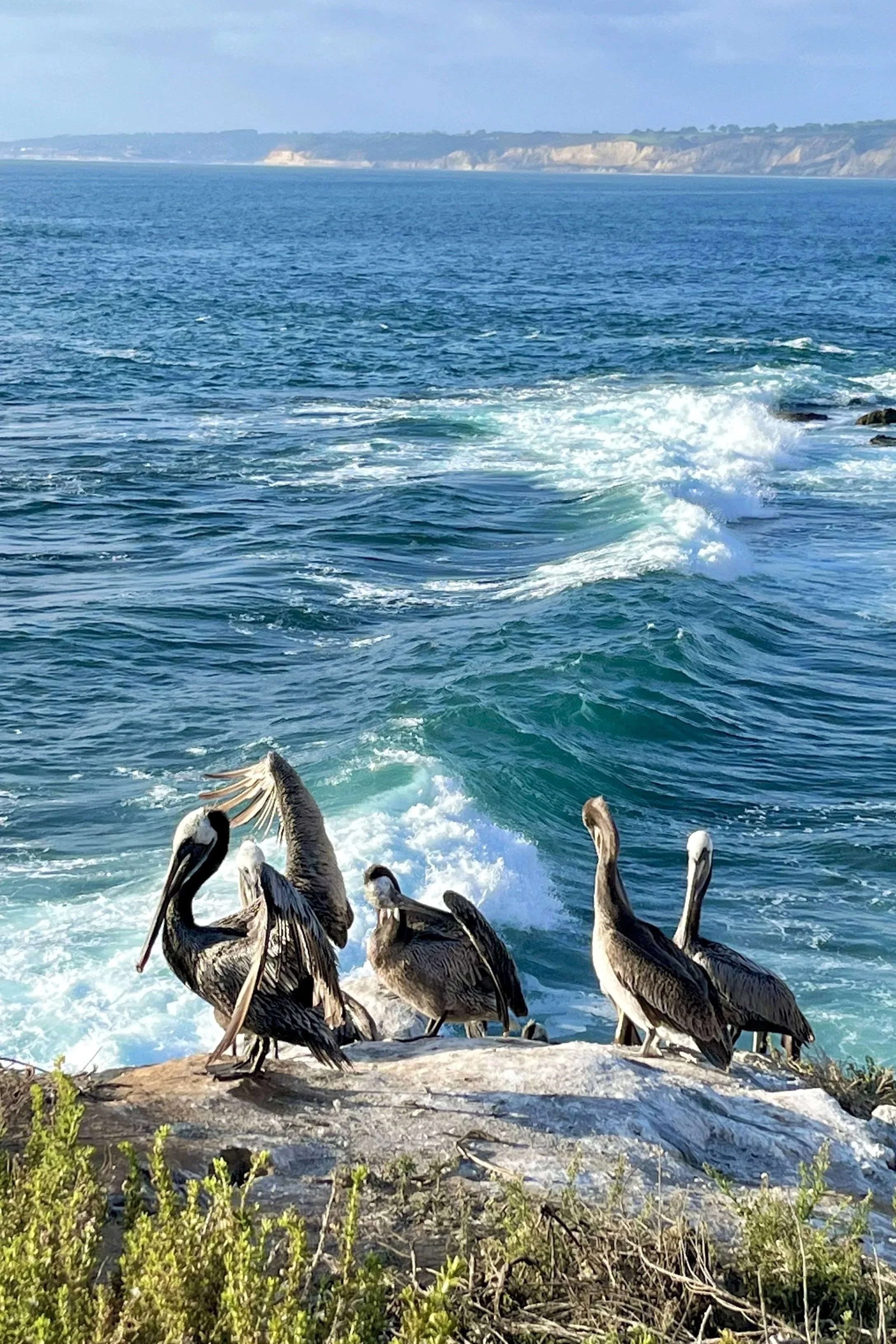 La Jolla Cove Pelicans and waves