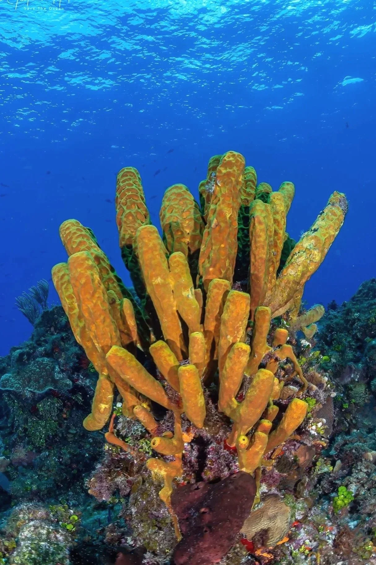 Sponges of Cozumel, Mexico by Alejandro Topete