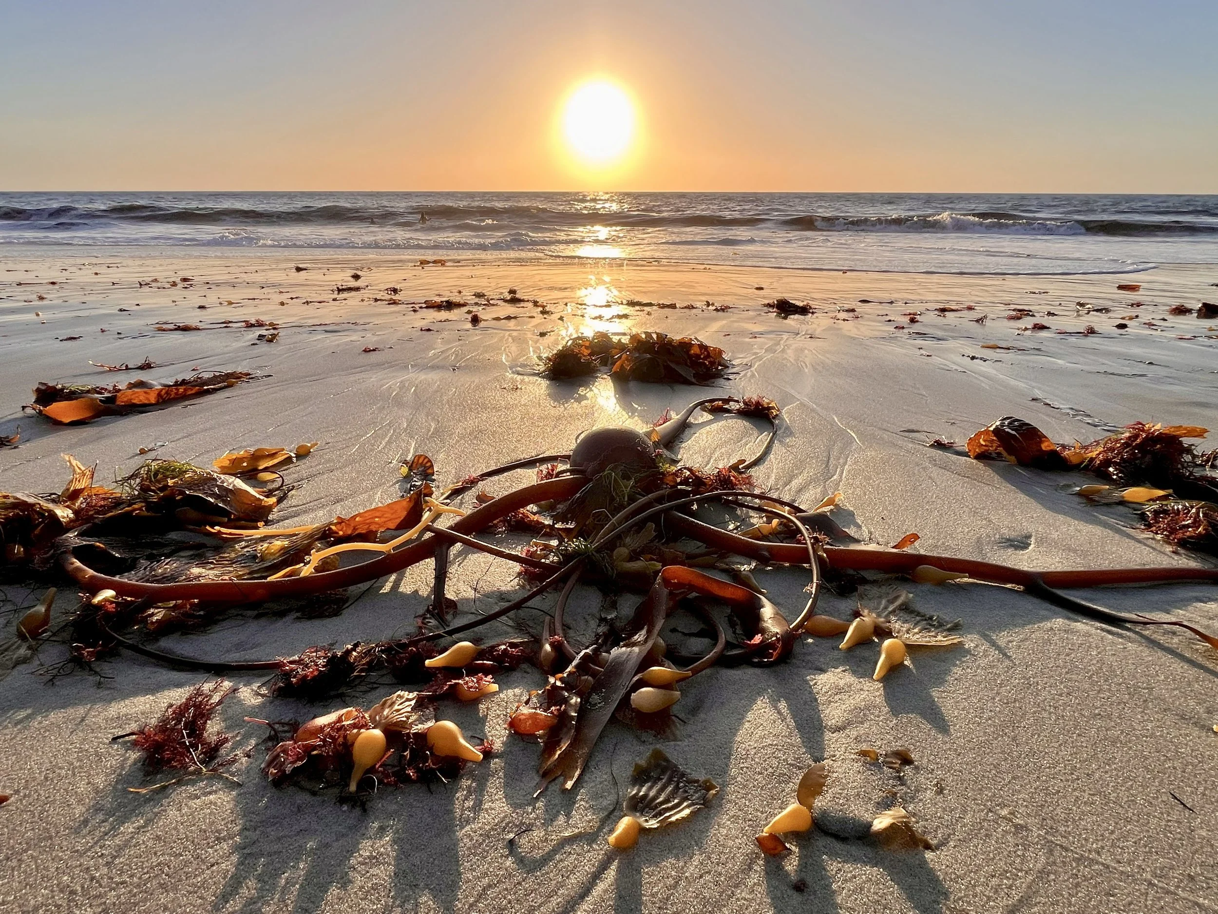 La Jolla Beach and Kelp Sunset, California