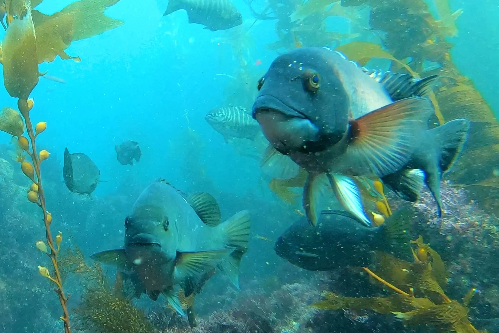 Laguna Beach Sheephead Wrasee