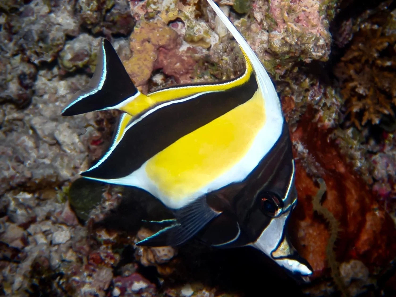 Amazing fish close ups by Scuba Diving