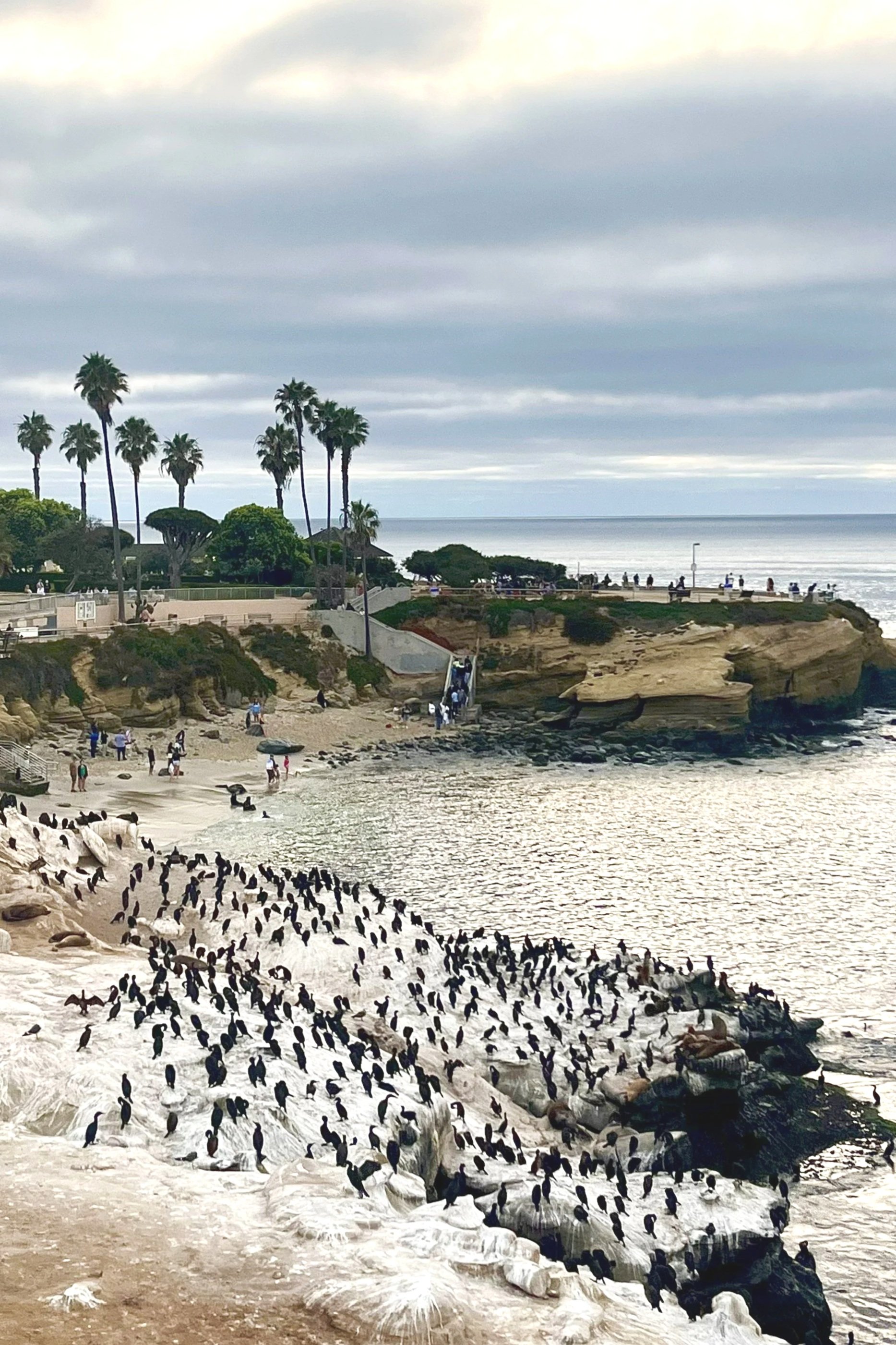 La Jolla Cove Cormorants, San Diego