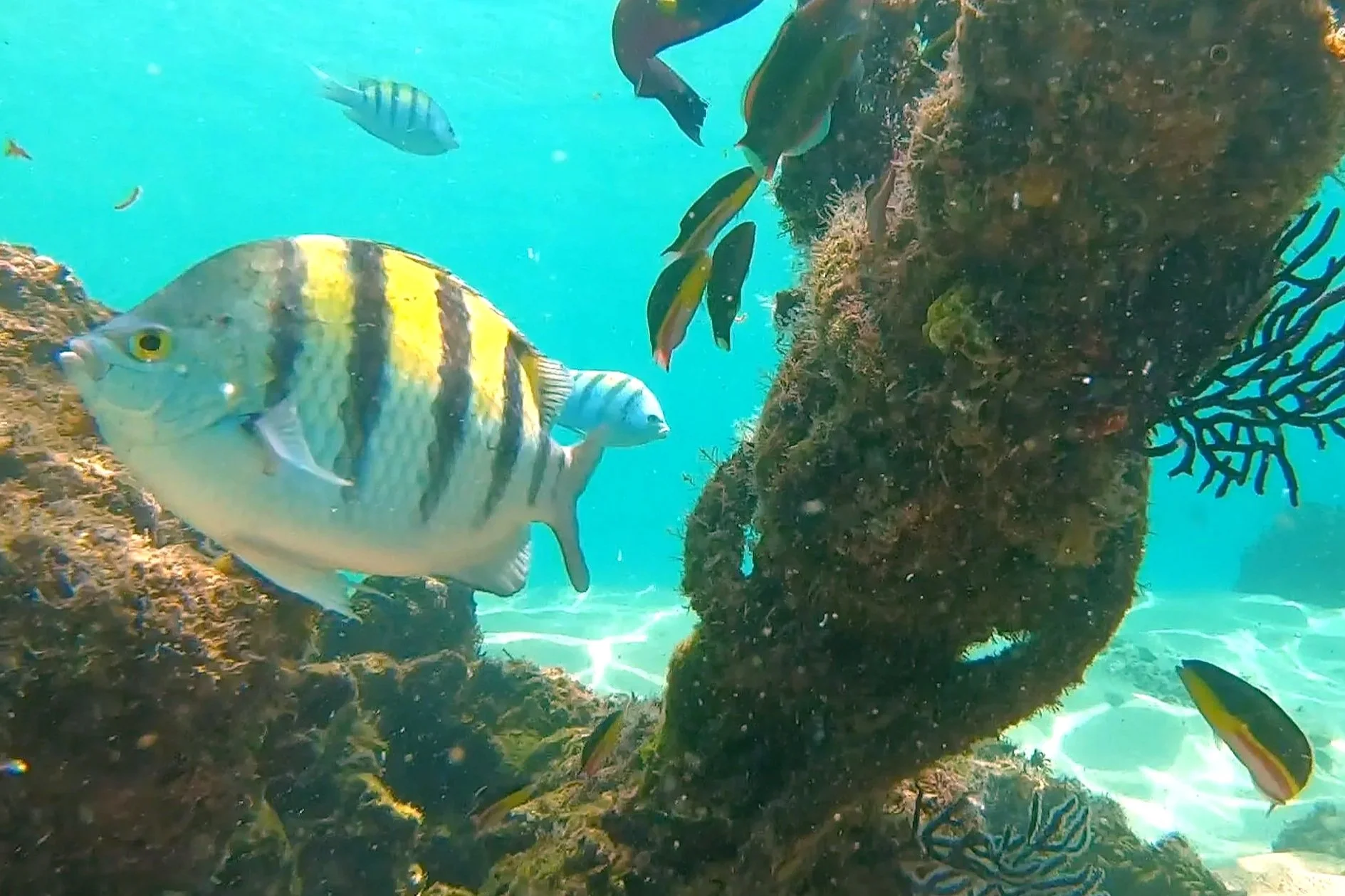 Snorkeling Cabo San Lucas Mexico