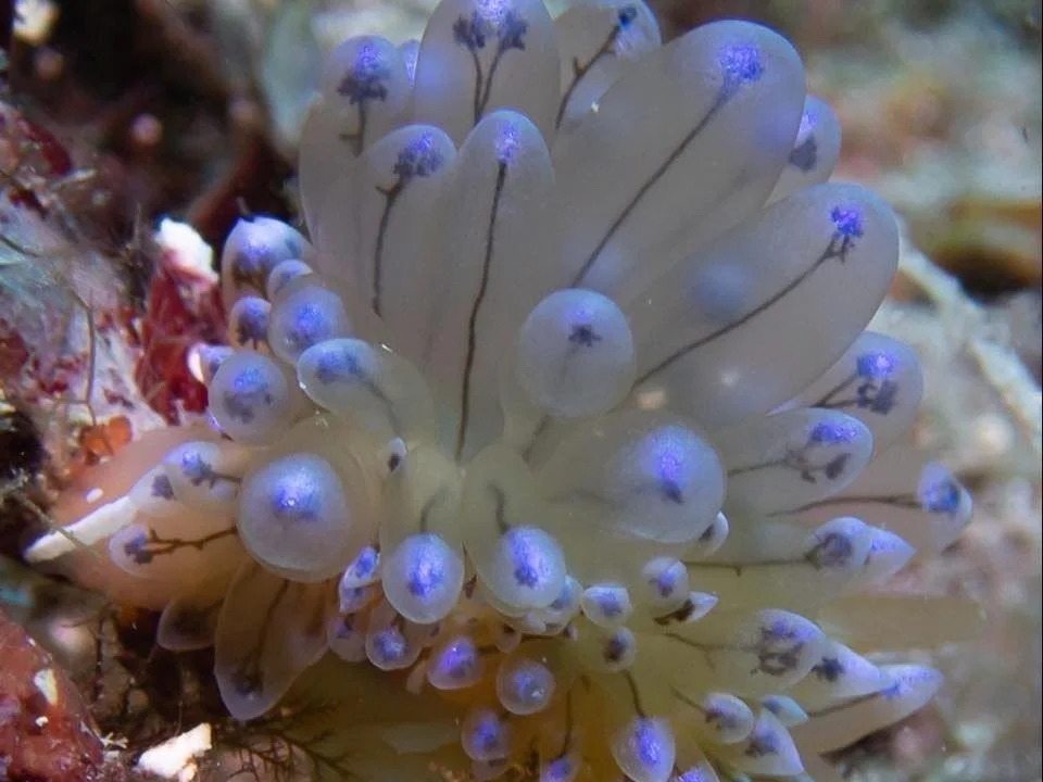Scuba Diving with Nudibranches close up