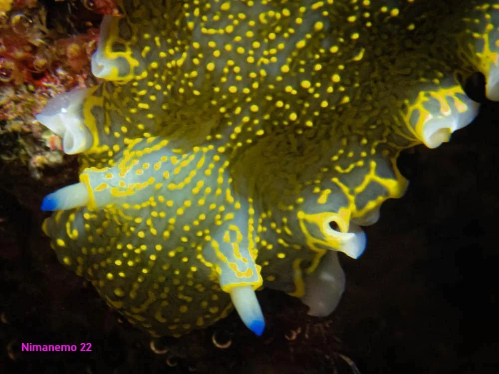 Scuba Diving with Nudibranches close up